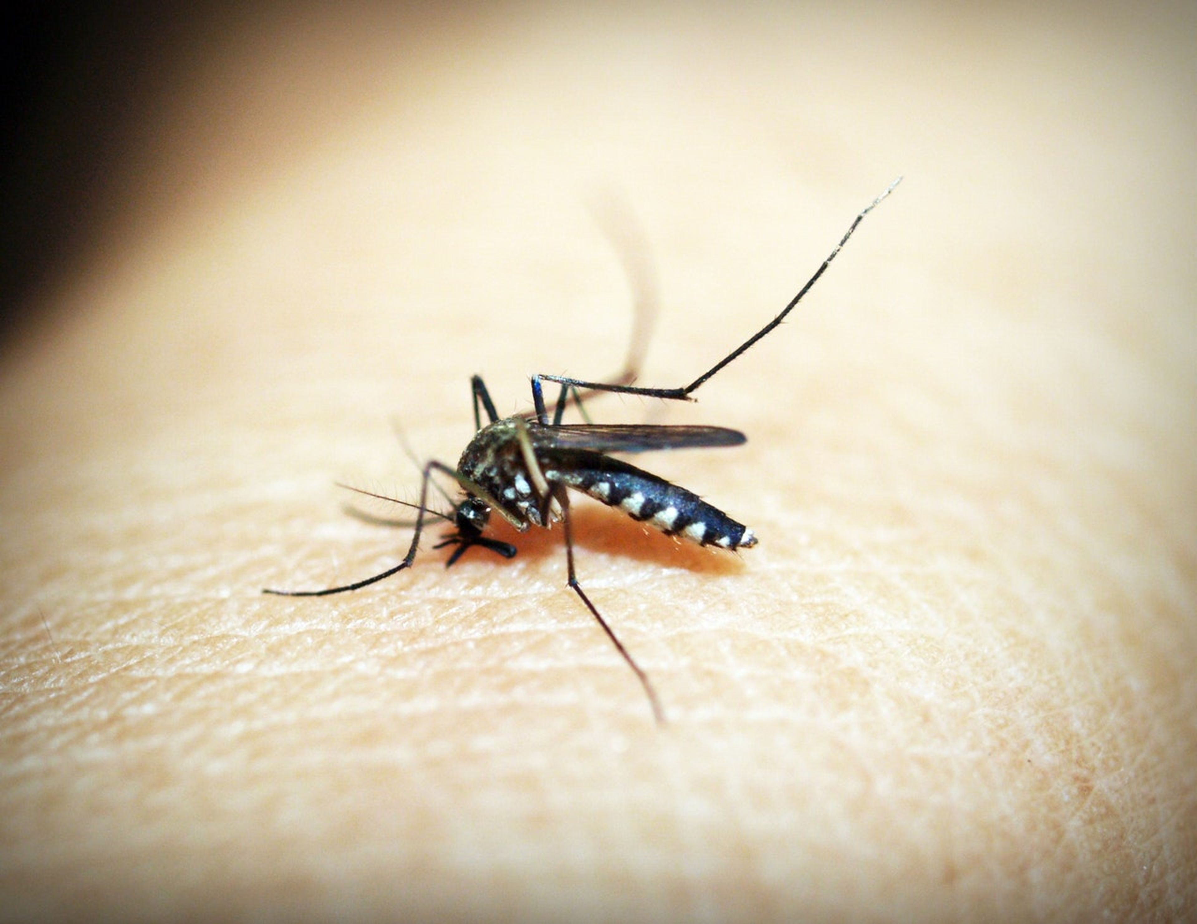 Picadura de mosquito