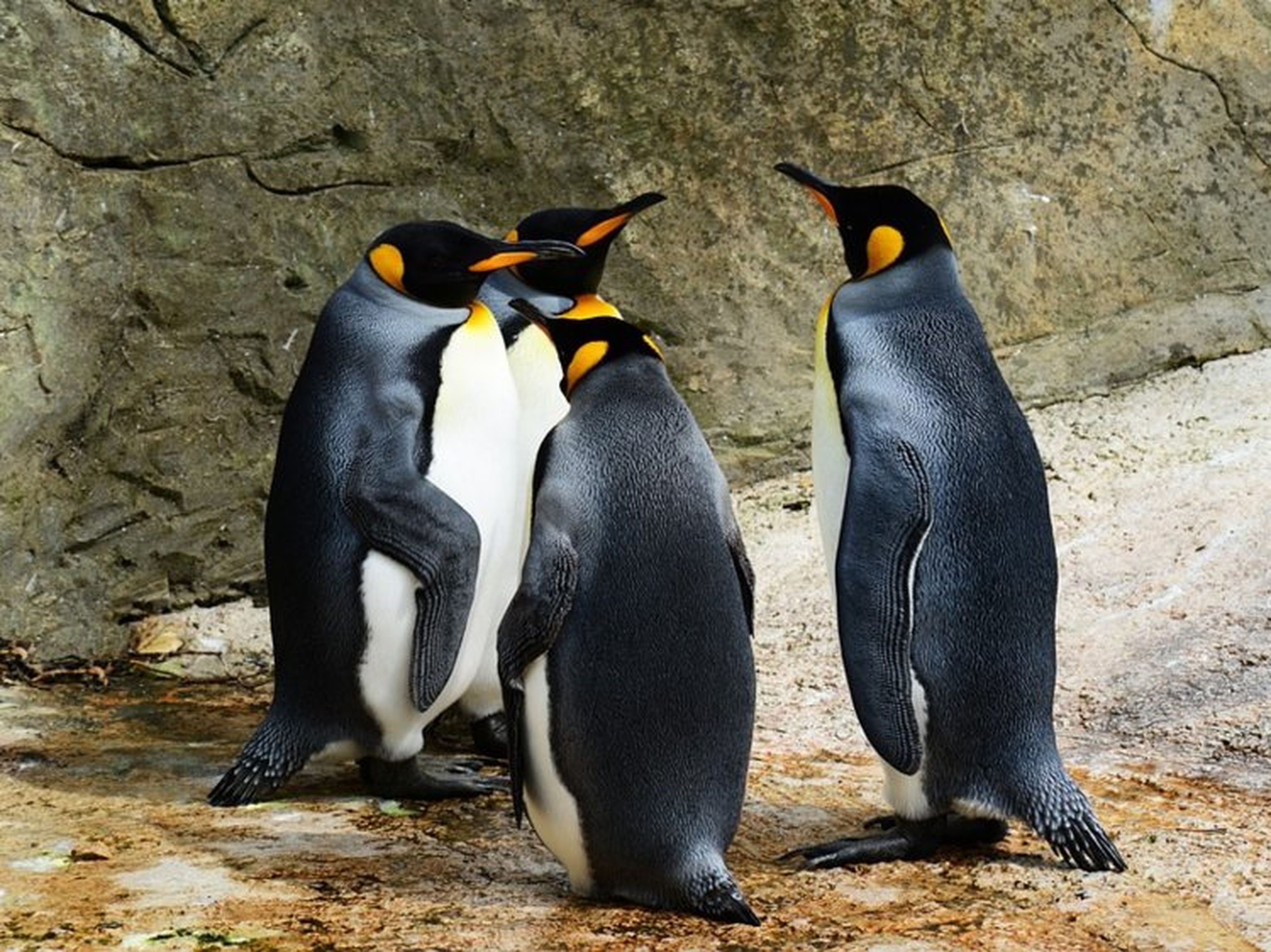 Toda una población de pingüinos rey está severamente amenazada en este momento ya que sus números continúan disminuyendo.