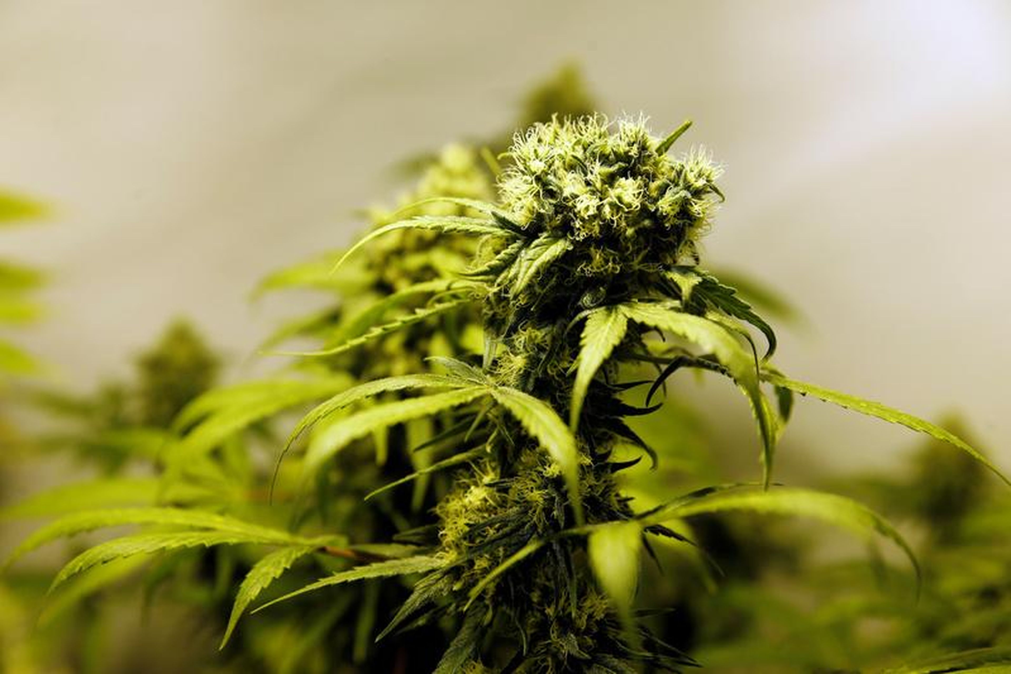 Marijuana plants are seen in an indoor marijuana plantation of a marijuana smokers club in the outskirts of Montevideo, Uruguay.