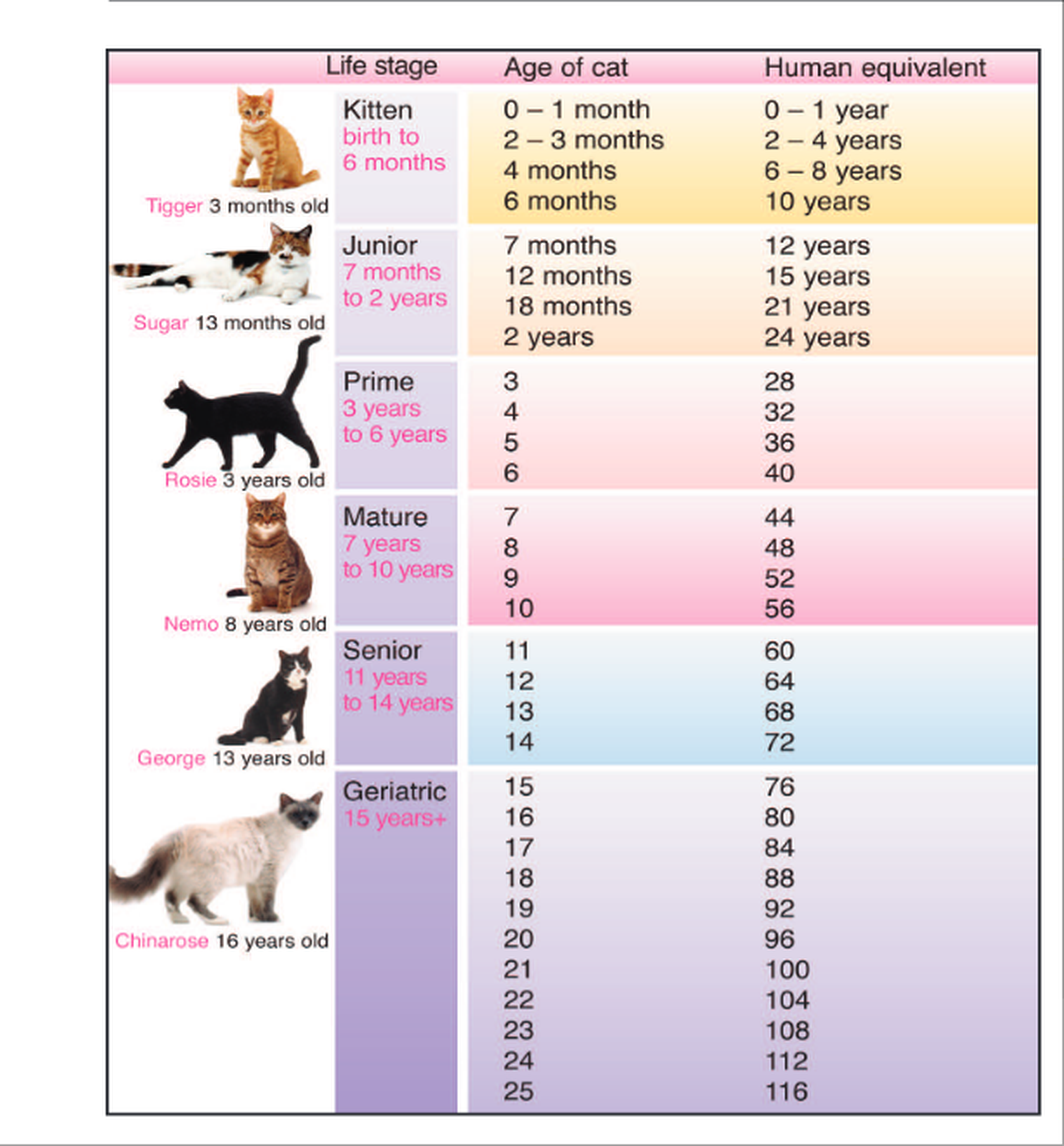 equivalencia edad gatos-humanos