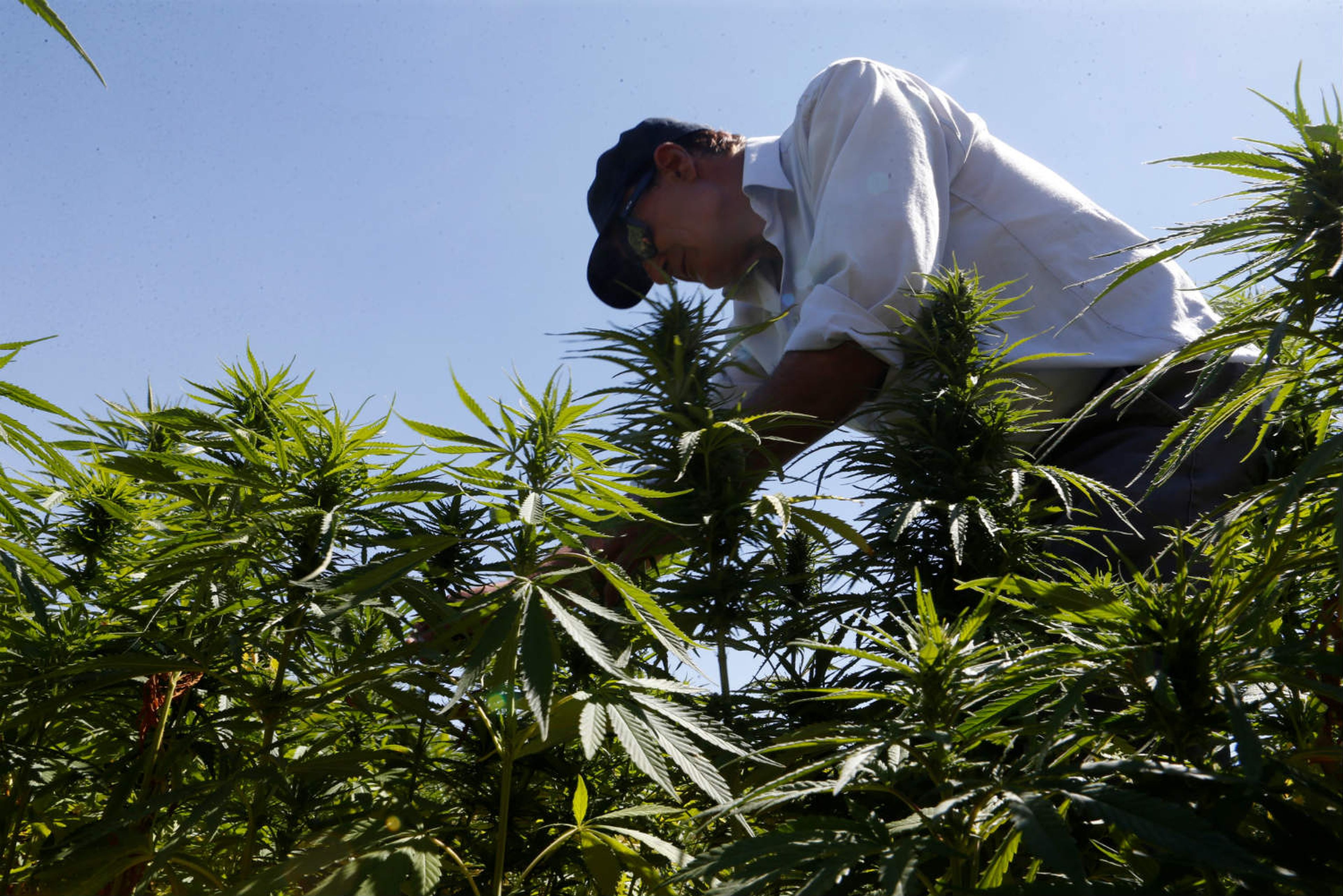 Una plantación de cannabis en Líbano.