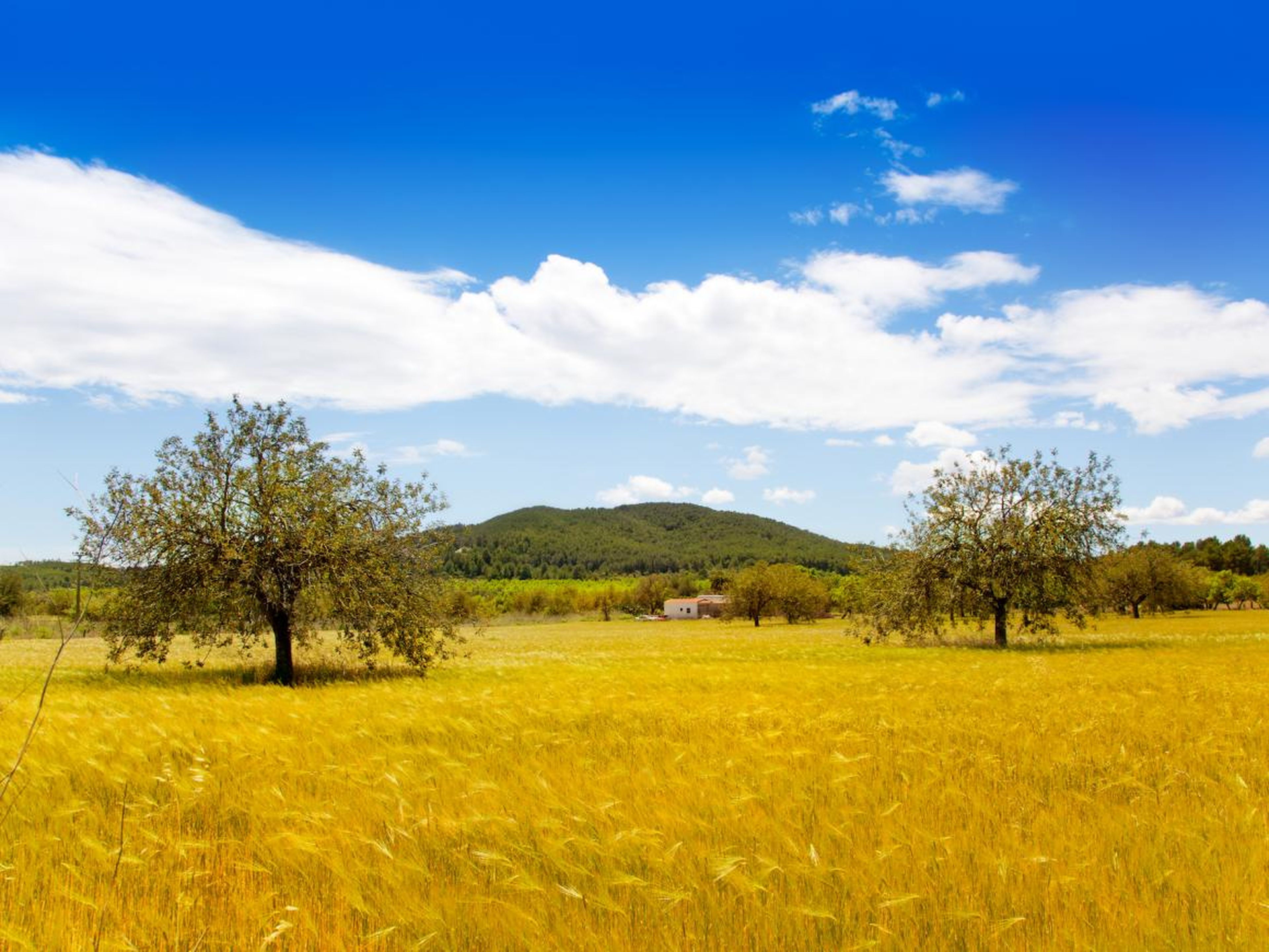 There's a stunning variety of things to see in Ibiza. Once you head away from the main towns to the island's north, you'll find a vast, green countryside.