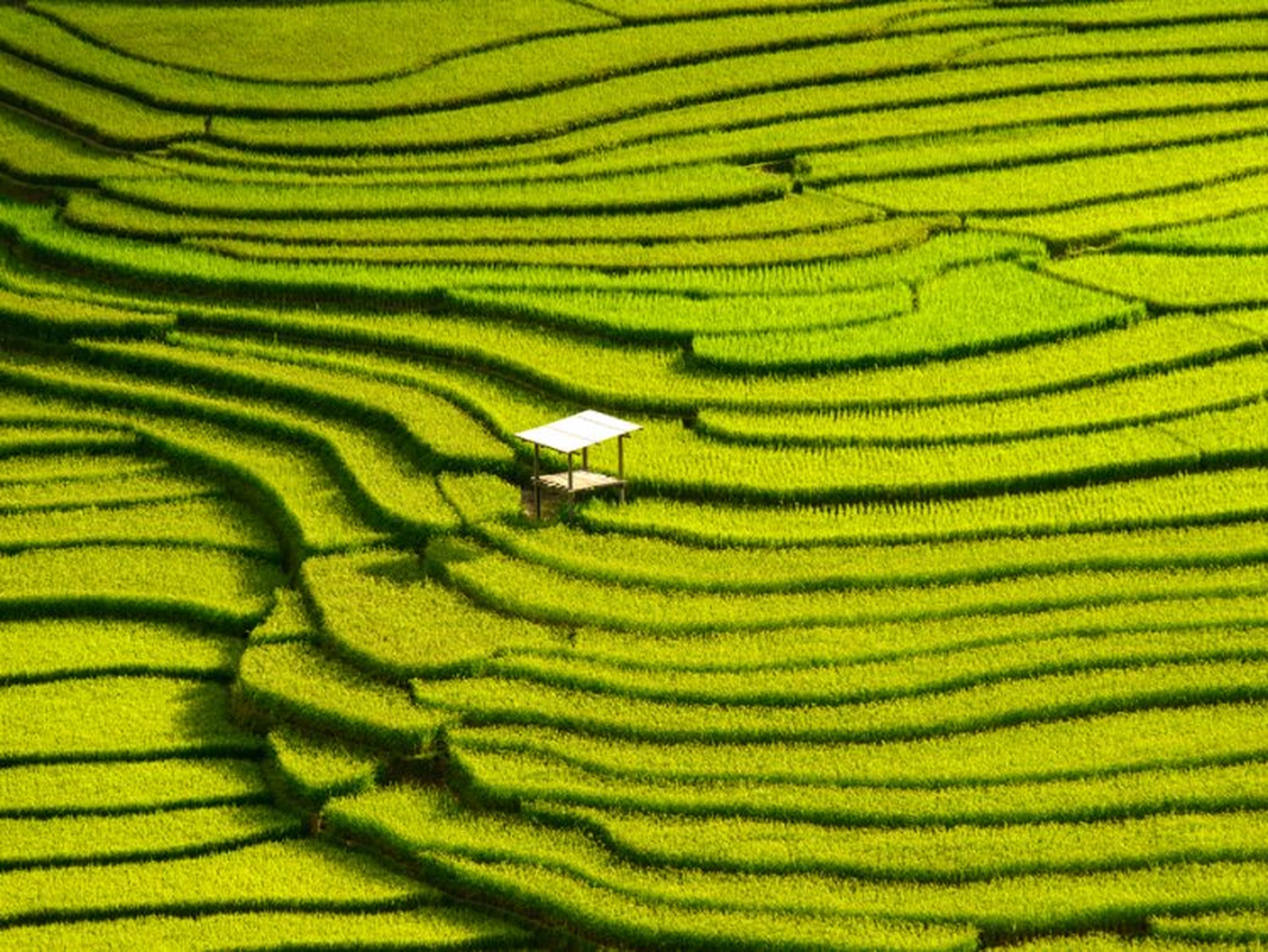Un campo de arroz en el distrito de Mù Cang Chải, en Vietnam.