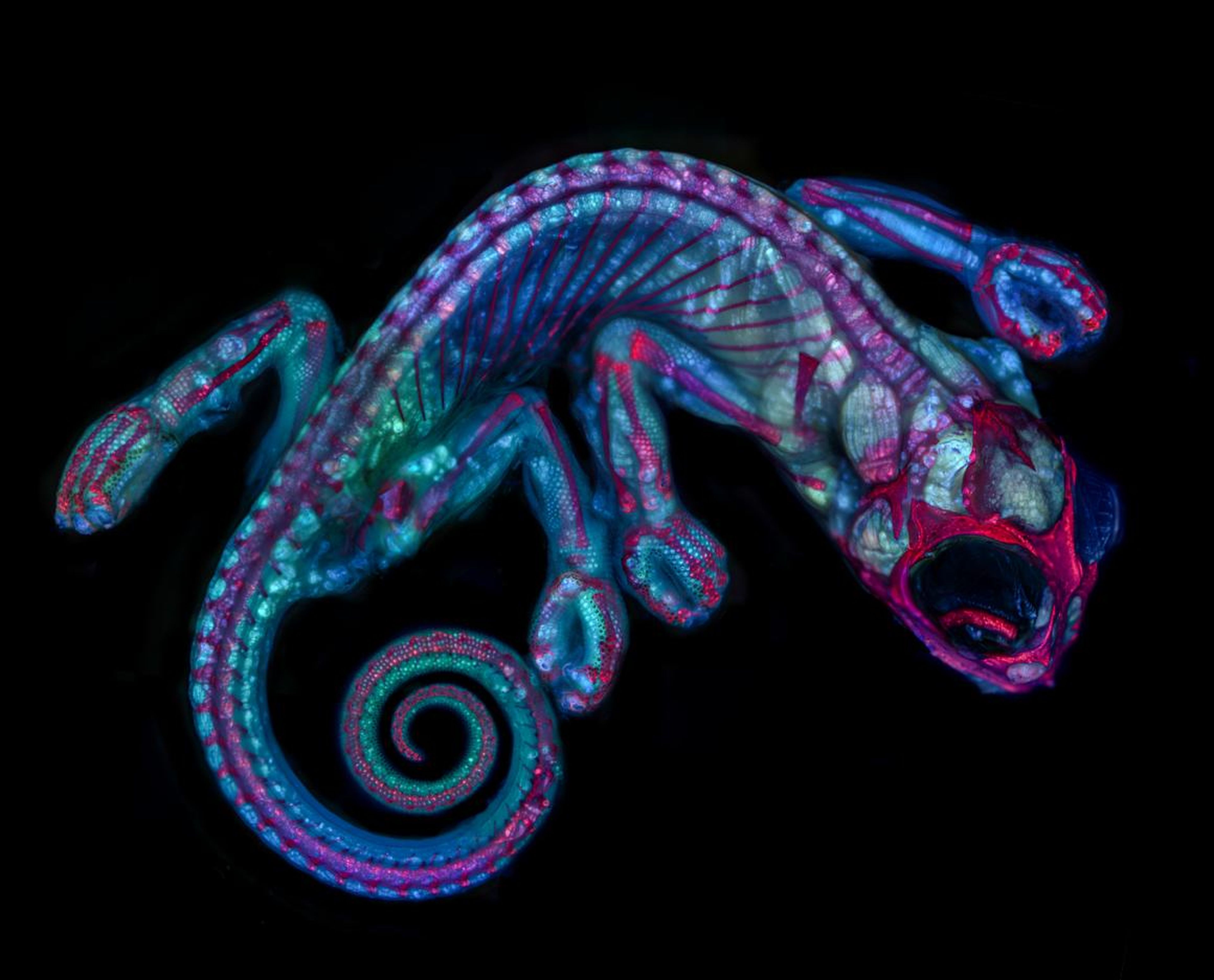 A chameleon embryo.