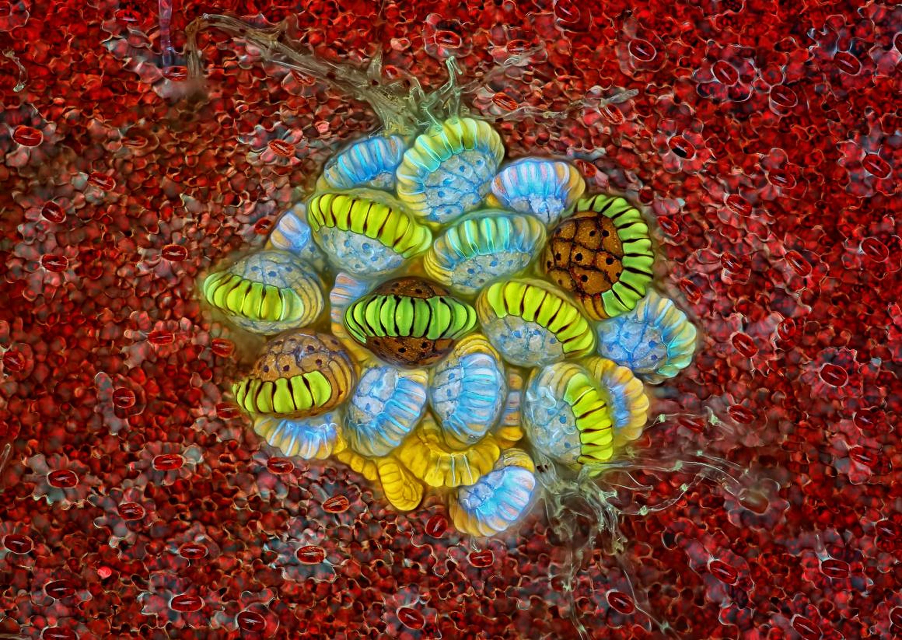 This cluster of reproductive cells within a fern won second-place.