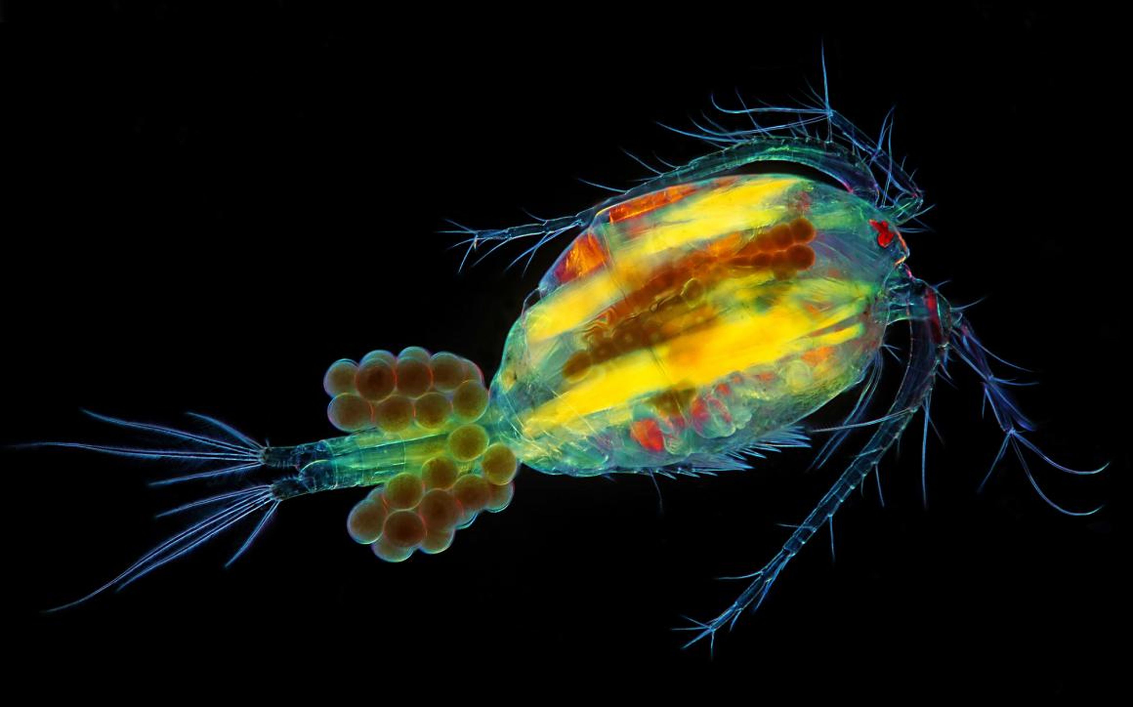 Cyclop, a one-eyed water flea, with eggs.