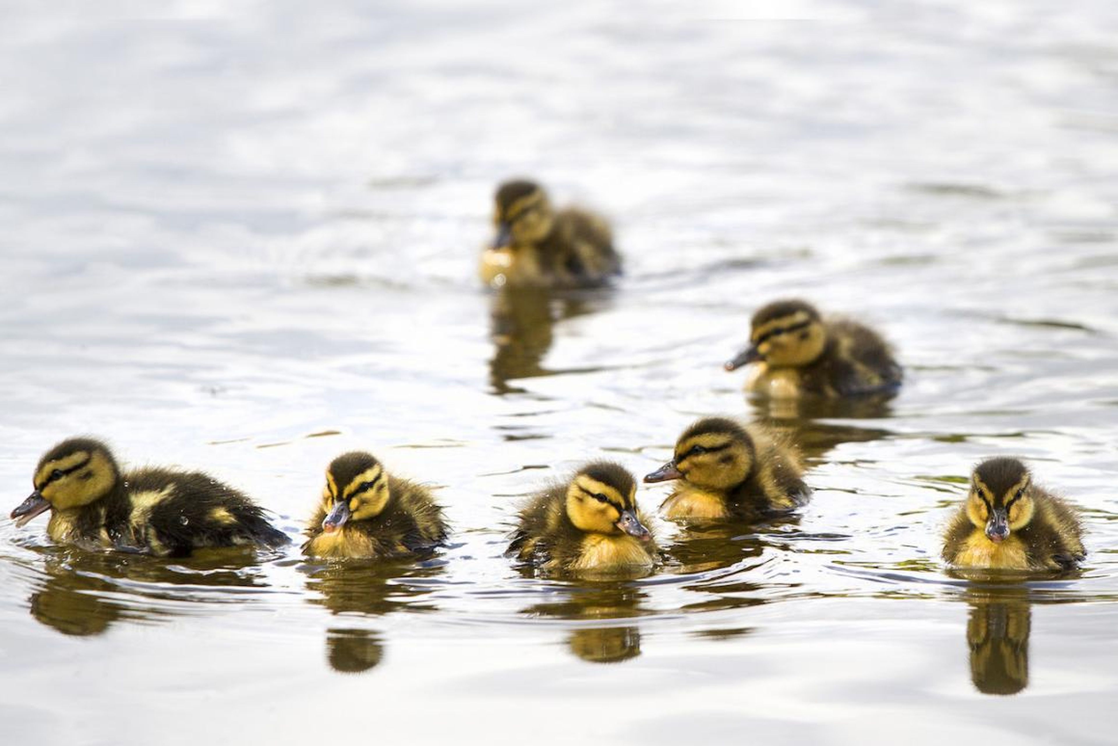 Ducks may be a smarter food source than chickens in the near future, the commission suggests, because they can swim through a flood, if needed.