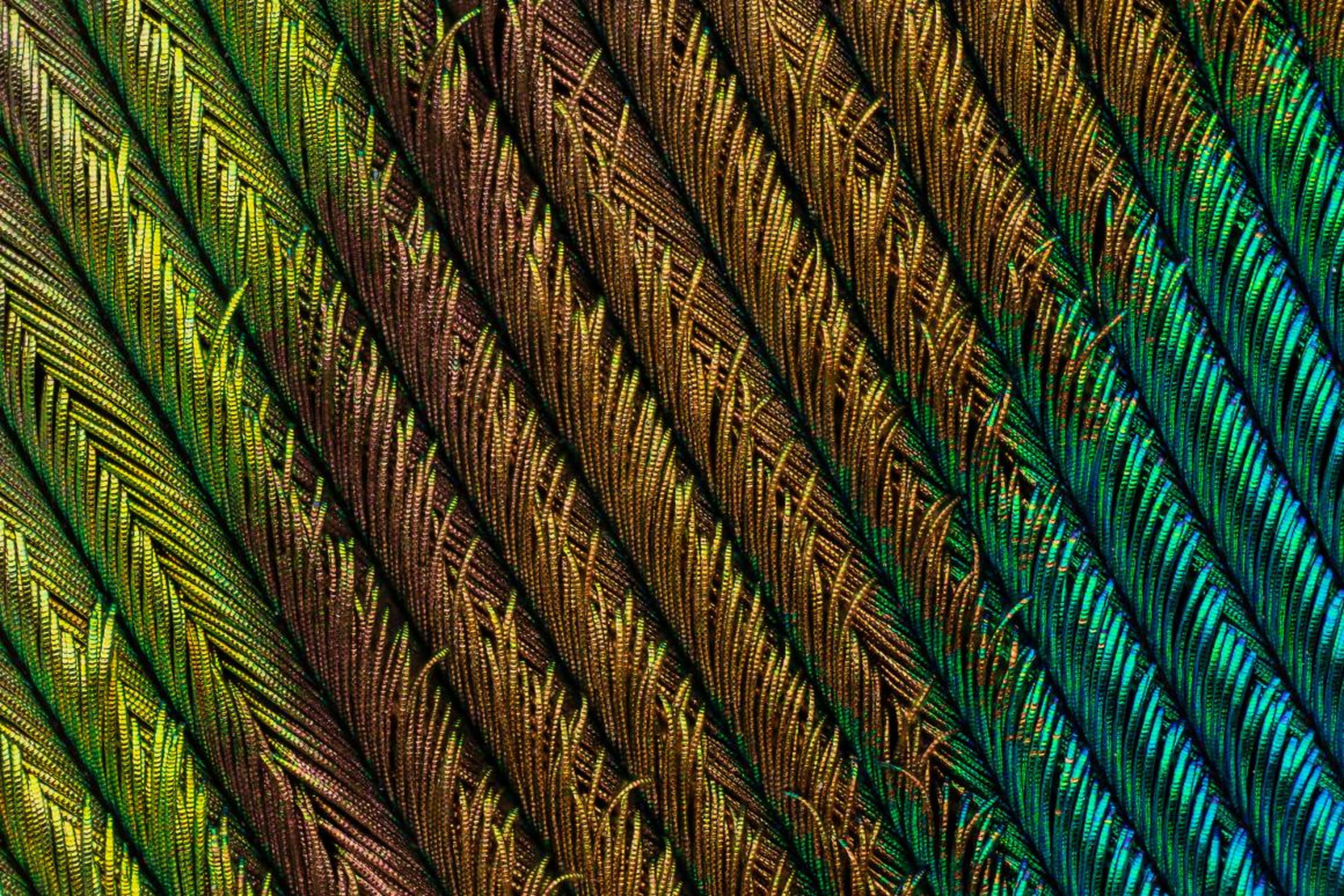 Ever seen a peacock feather this close? This is the fourth-place winner.