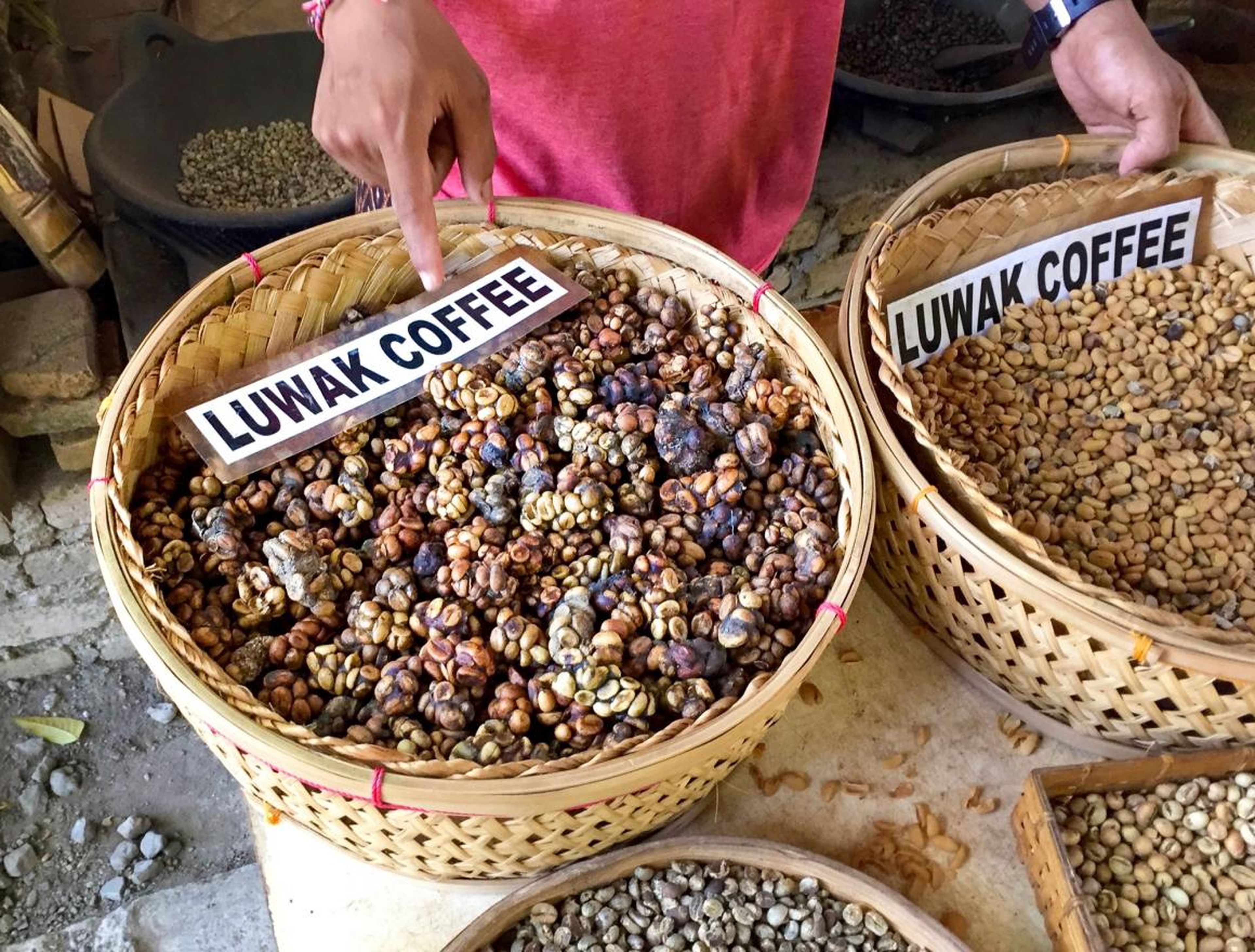 Before getting to Bali, I had been told by many that I had to try Kopi Luwak, a traditional Balinese coffee considered to be the most expensive coffee in the world.
