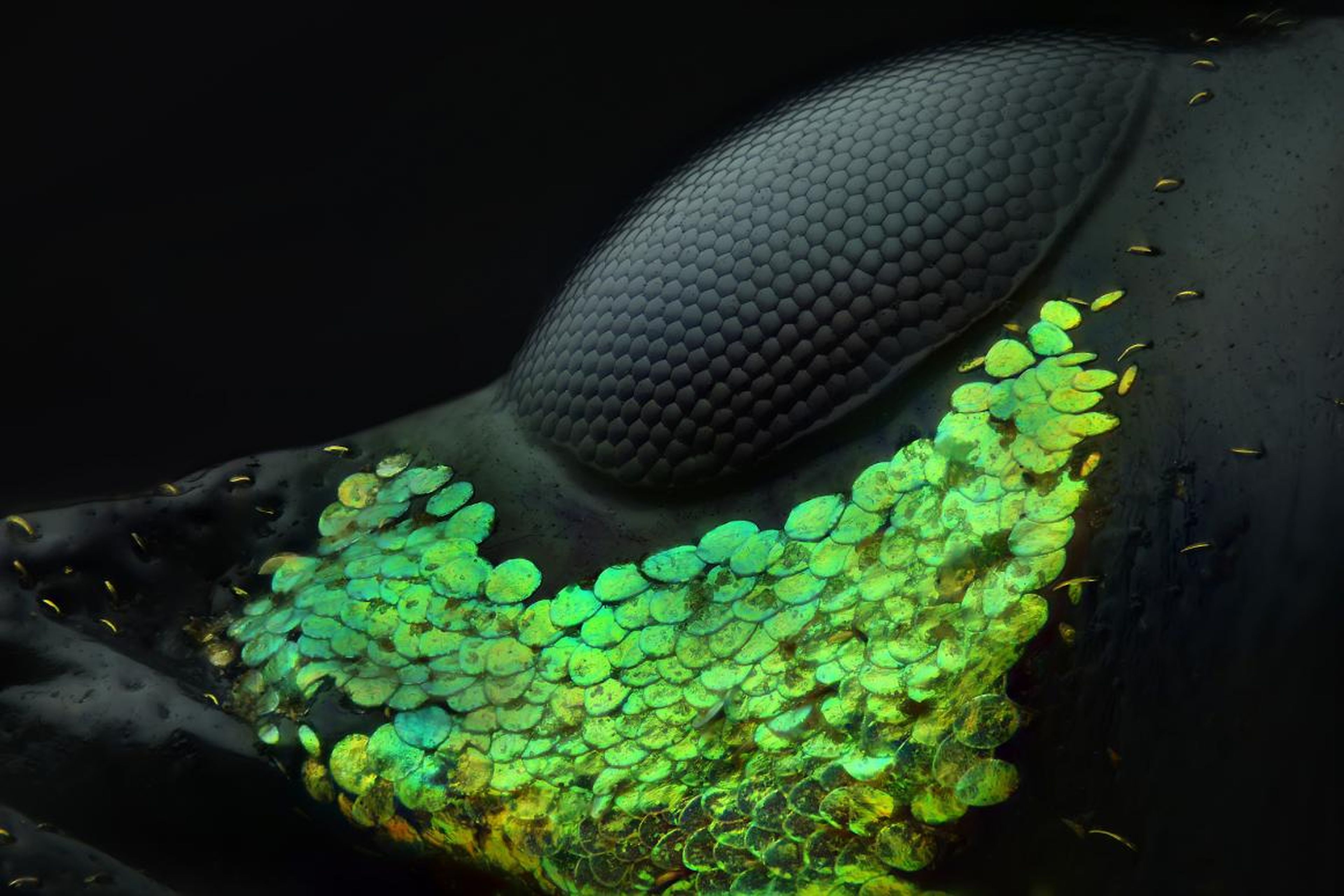 Green scales decorate the eye of an Asian red palm weevil.