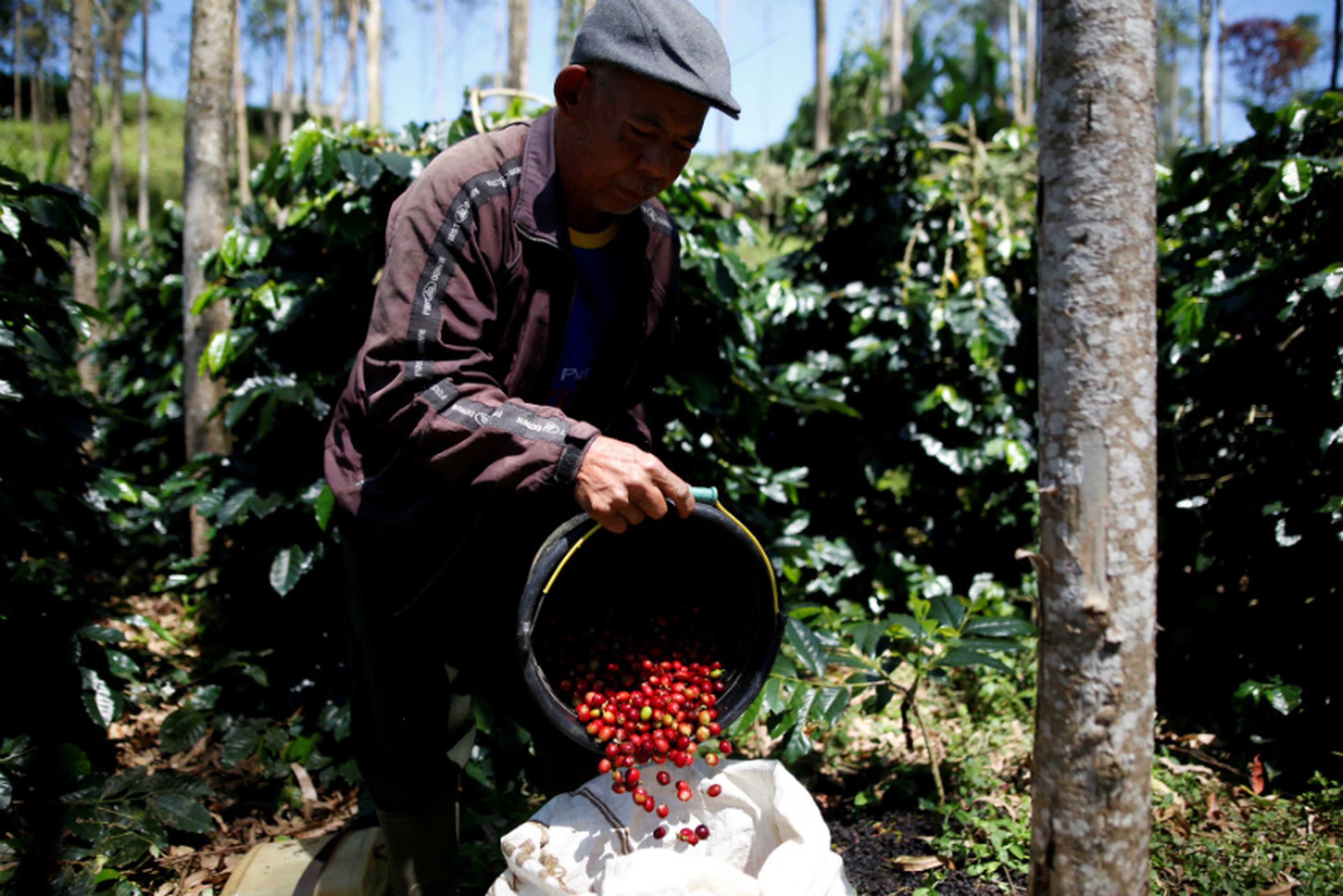 Hombre recolecta café en una plantación