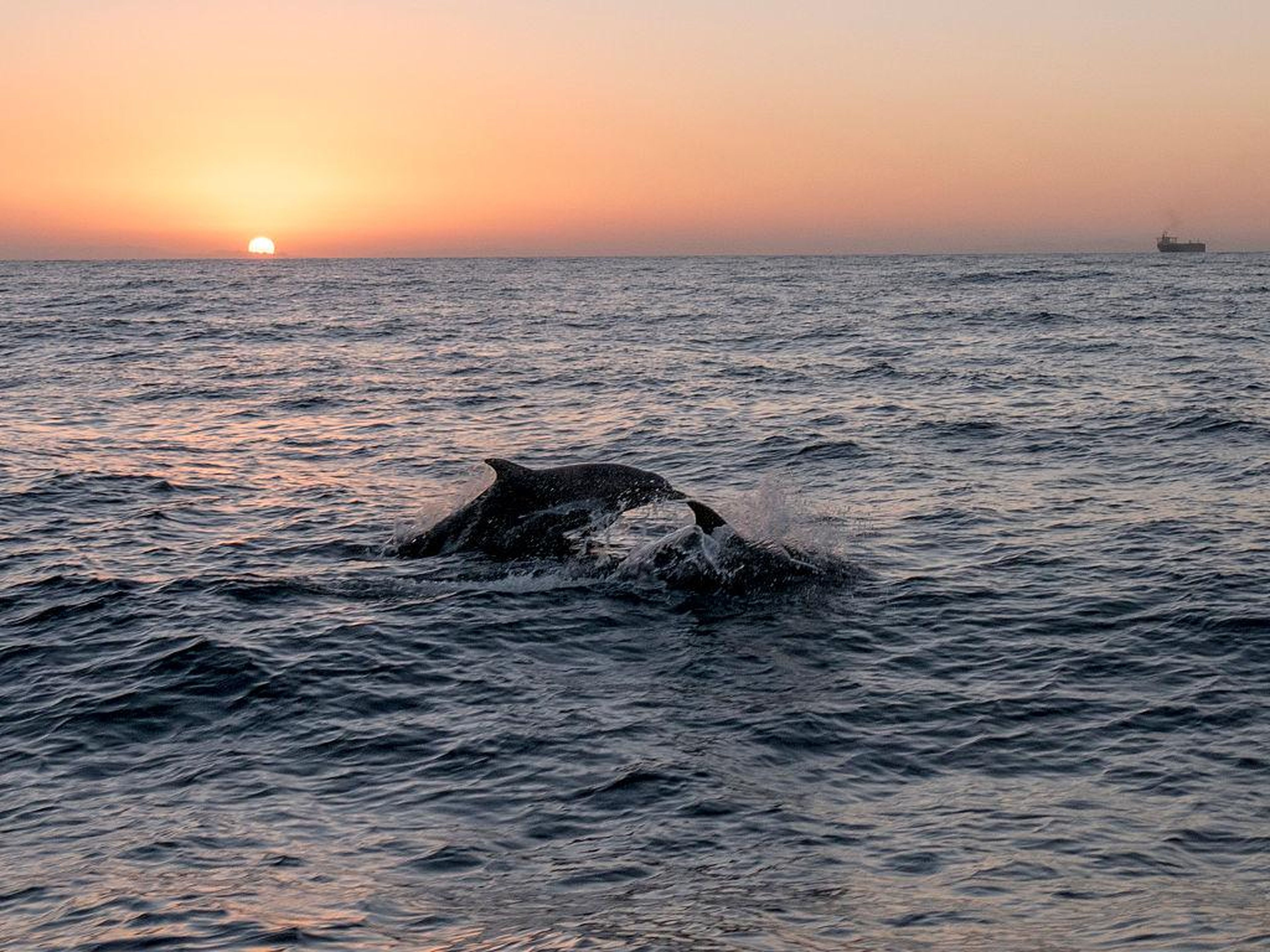 Ver a los delfines jugar mientras el sol se pone es un sueño hecho realidad ... y no tiene por qué costarte tanto.