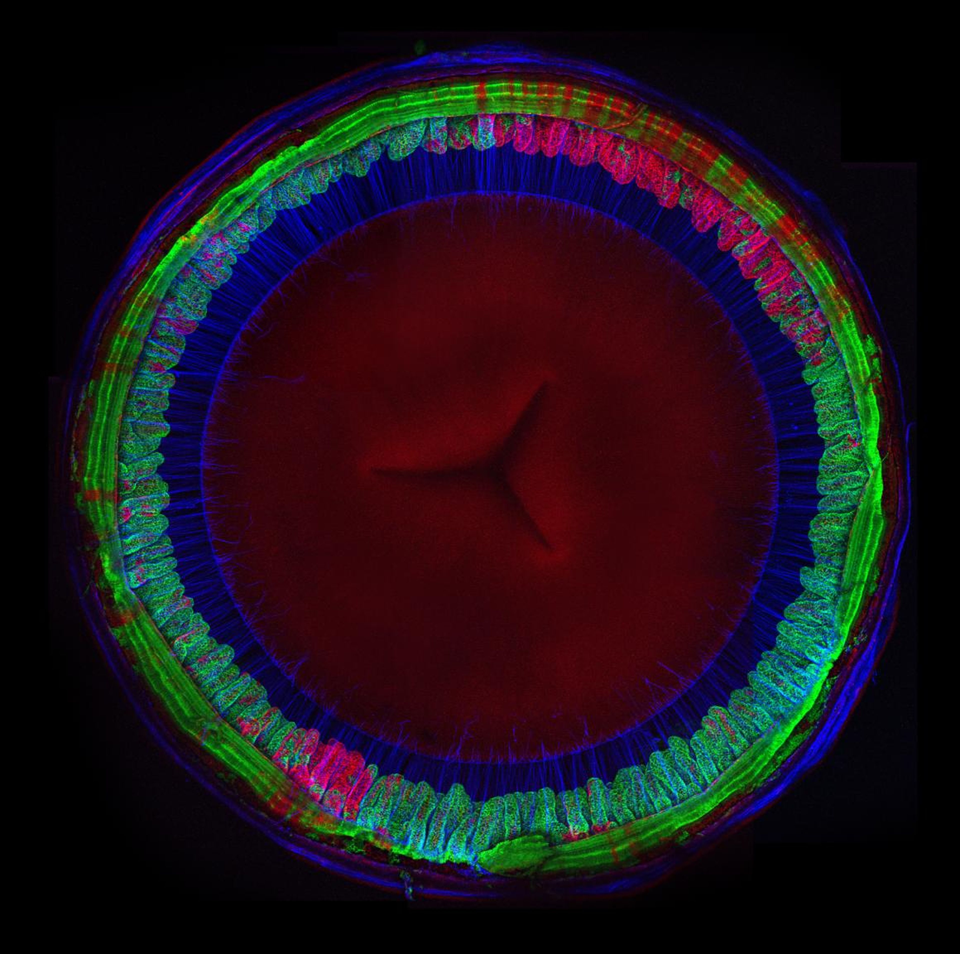 The inside of a mouse eye. Fibers (blue) help suspend the lens at the center (red).