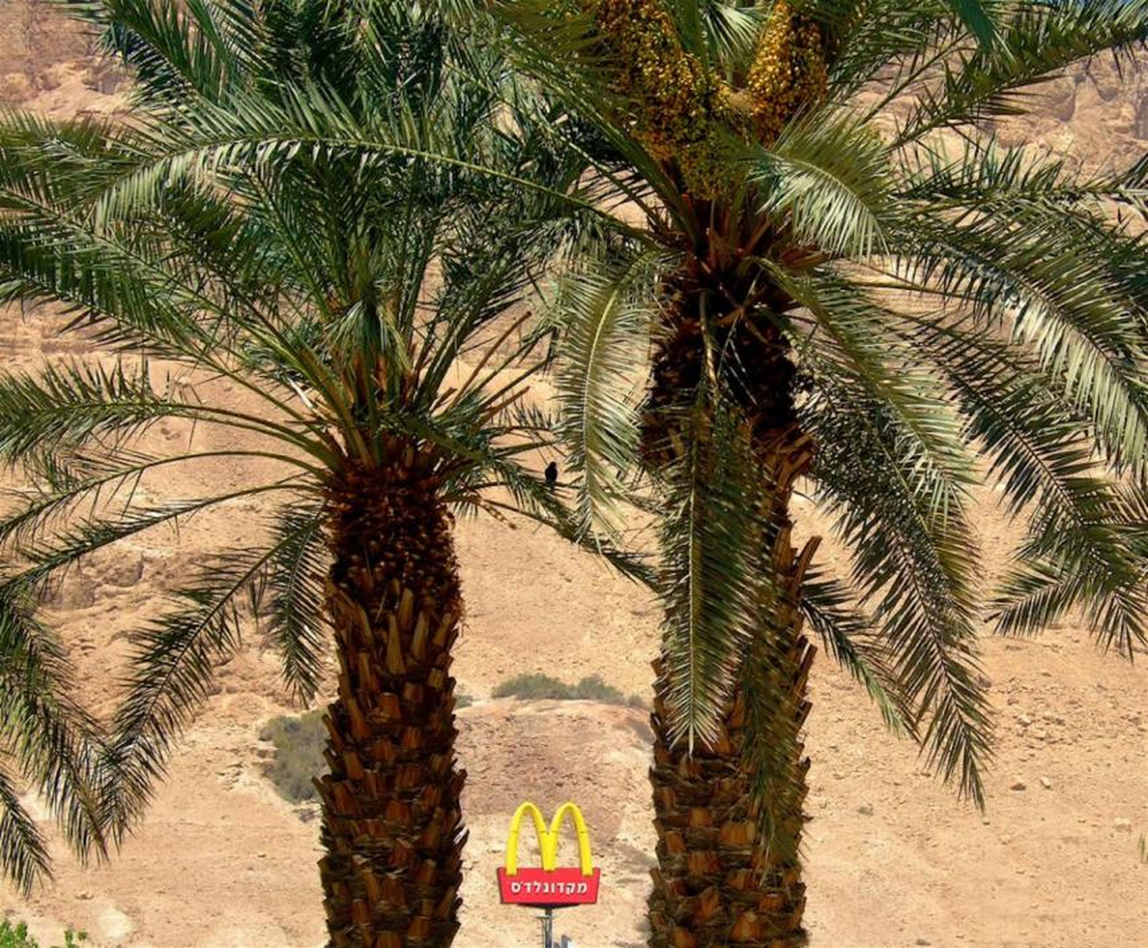 Israel tiene un McDonald's en medio del desierto de Negev. A pesar de estar en el desierto, recibe bastante tráfico turístico