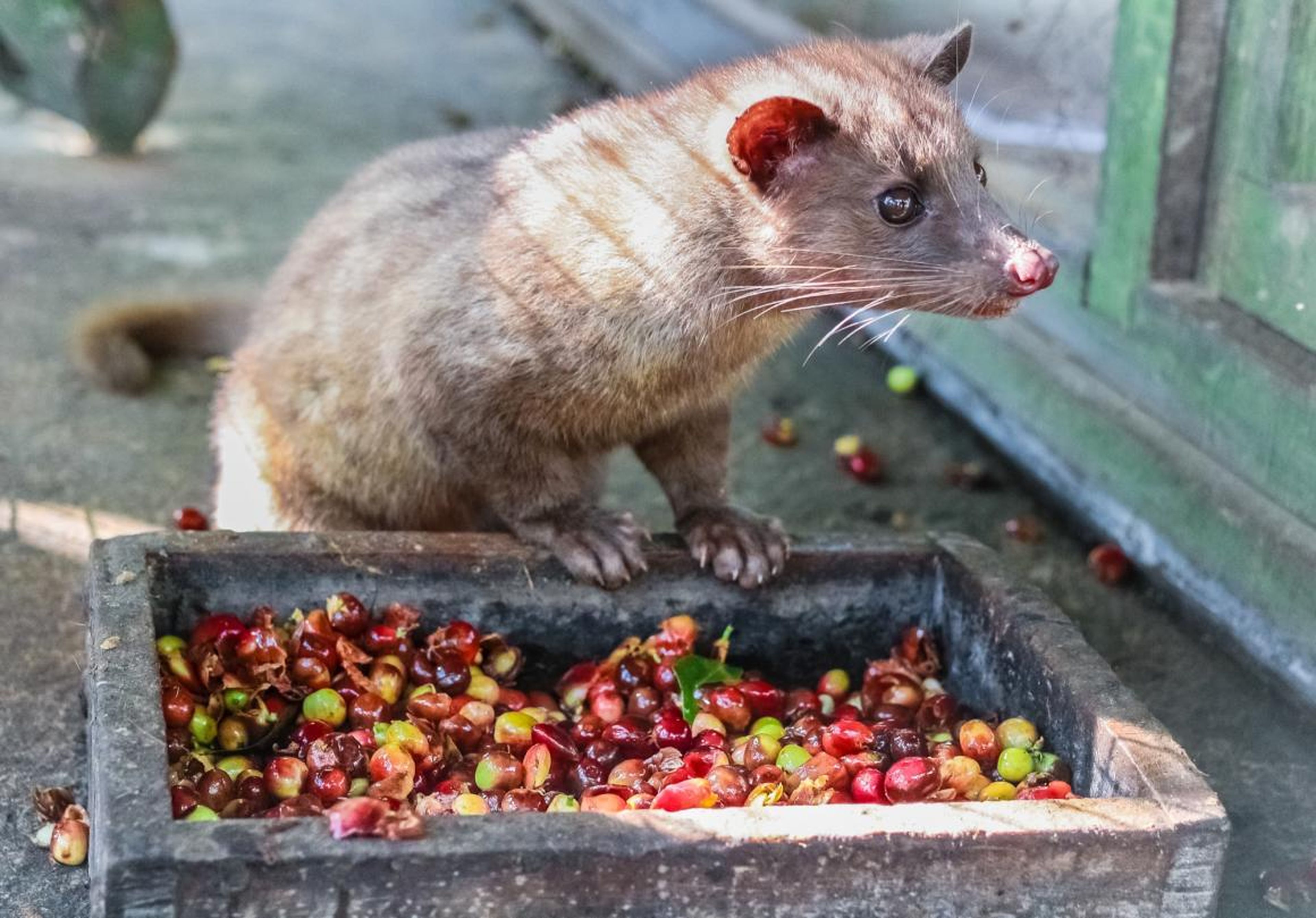Kopi Luwak is coffee made from coffee beans that have been digested and defecated by a civet cat. Balinese farmers have touted for generations that this method produces the best-tasting coffee.