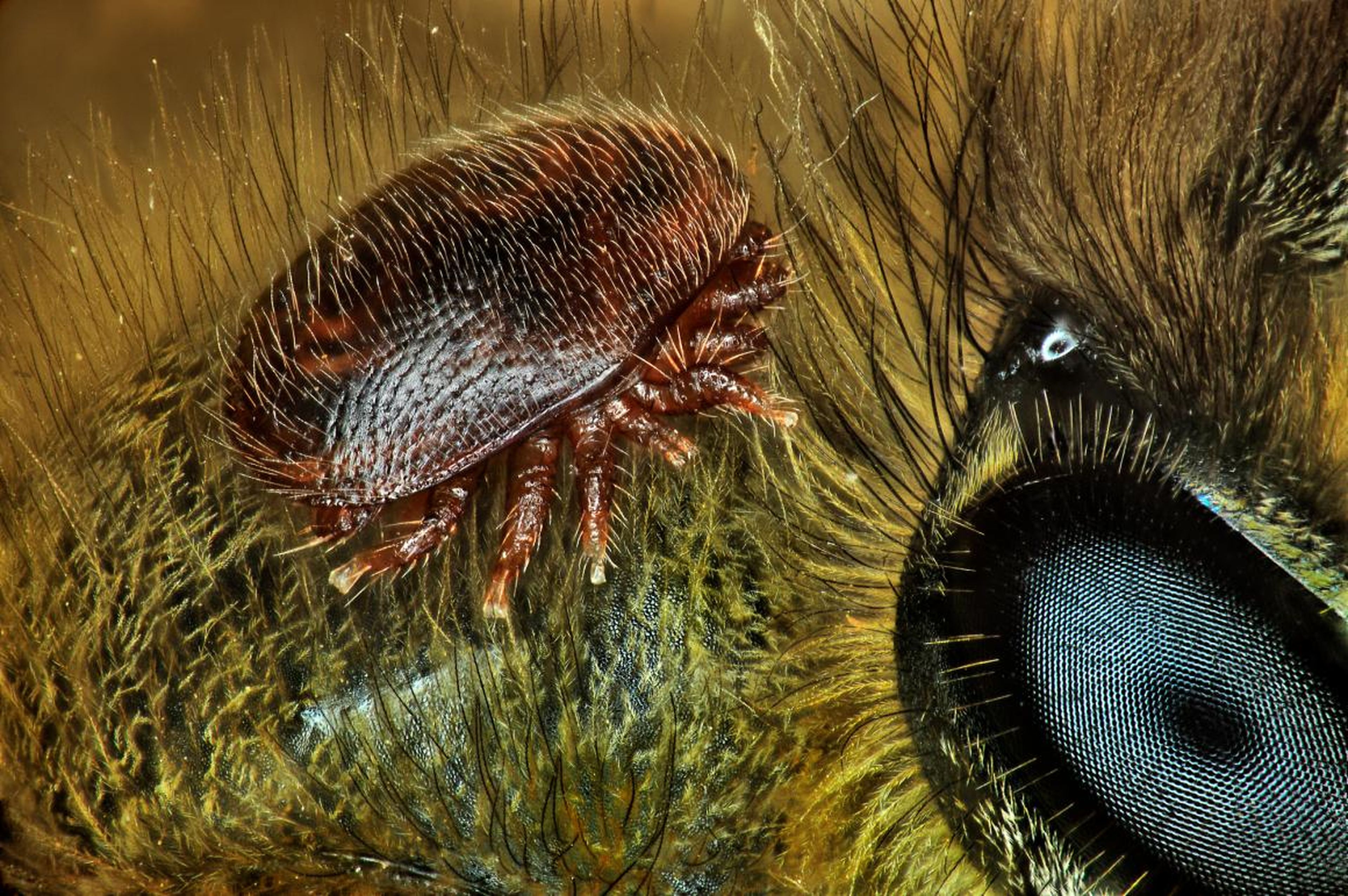 No. 15: A mite on the back of a honeybee.