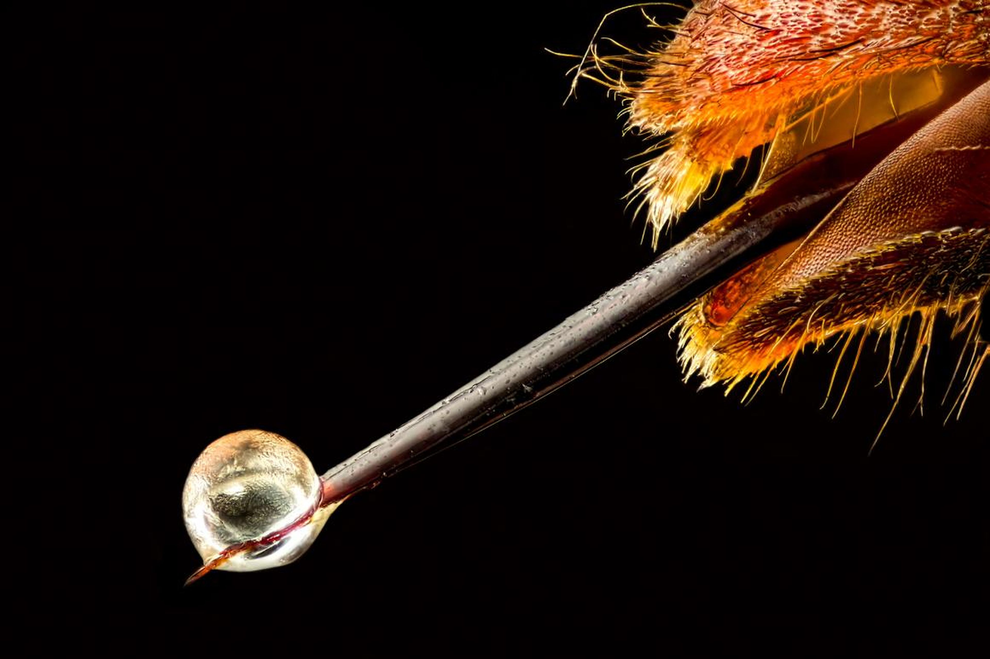 No. 19: Ouch — an Asian hornet with venom on its stinger.