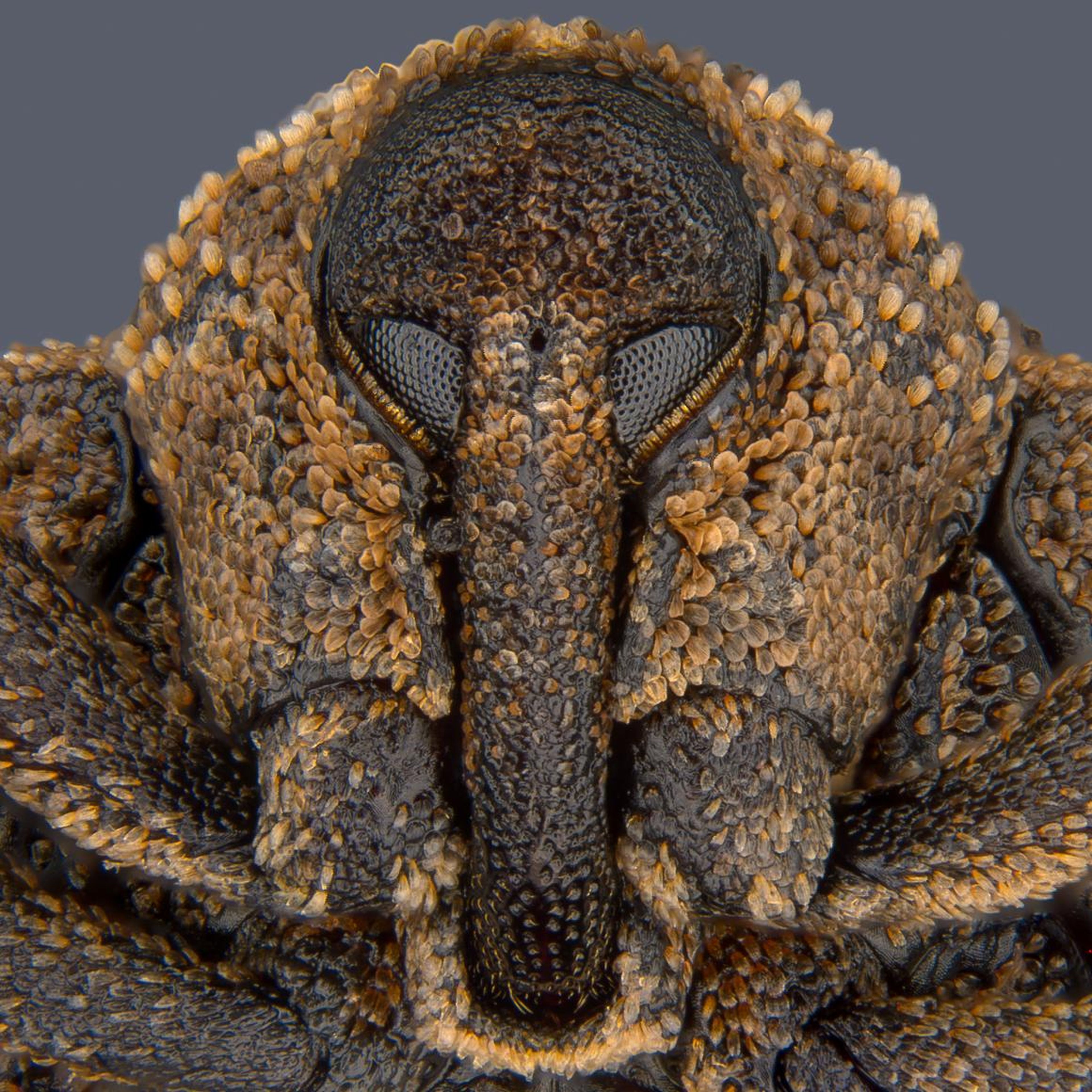 No. 8: A portrait of a very grumpy-looking mango seed weevil, or Sternochetus mangiferae.