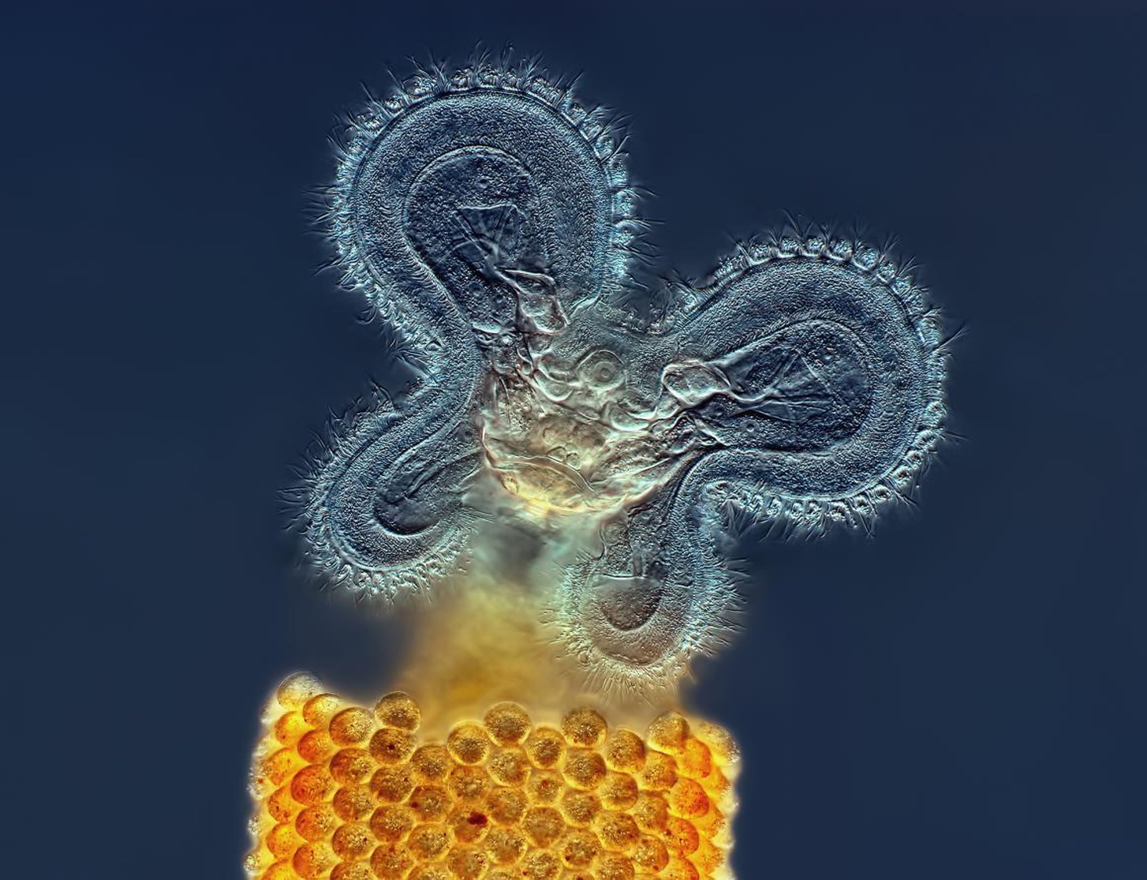 A rotifer — a microscopic aquatic animal — feeding.