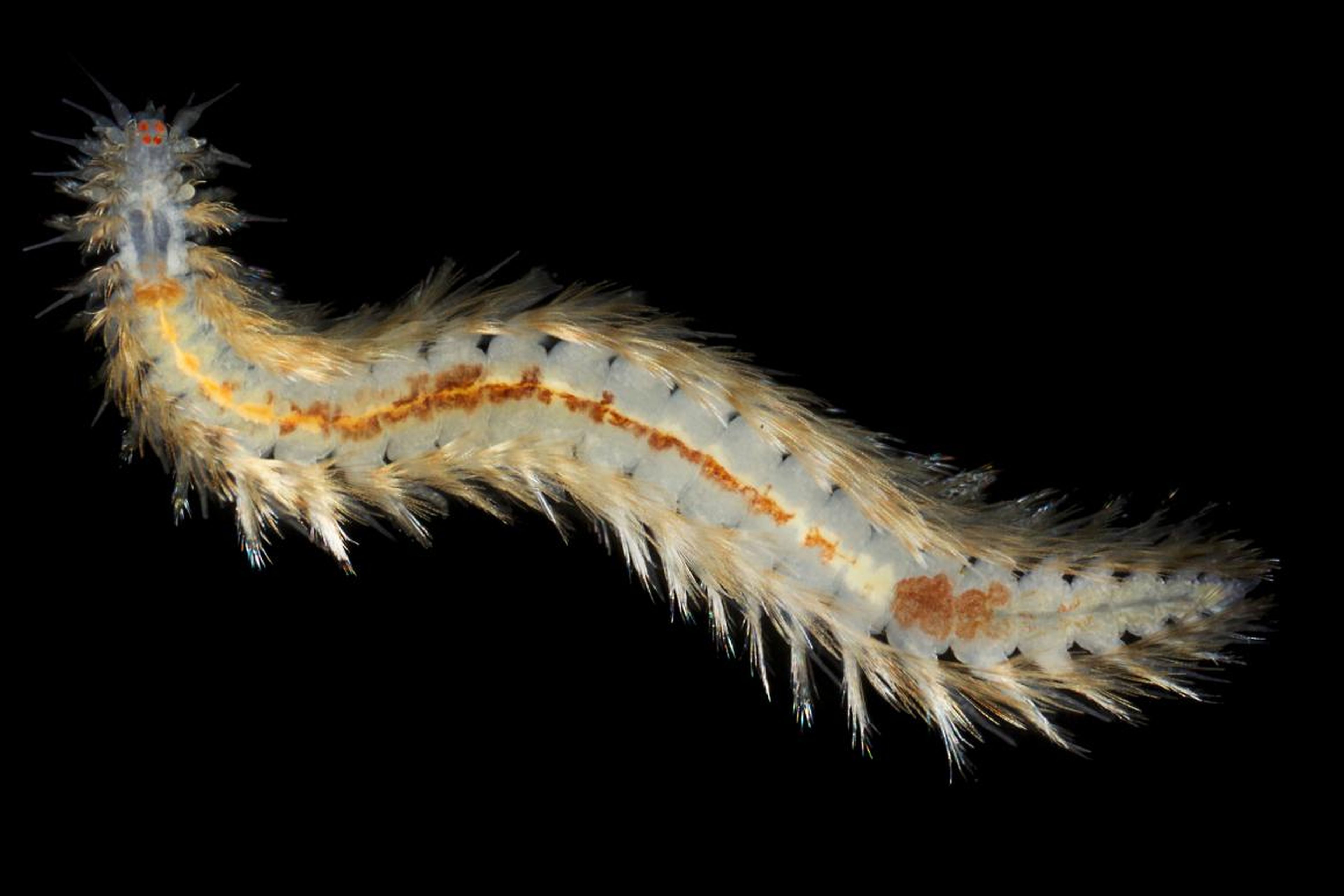 A segmented worm with movable hairs.