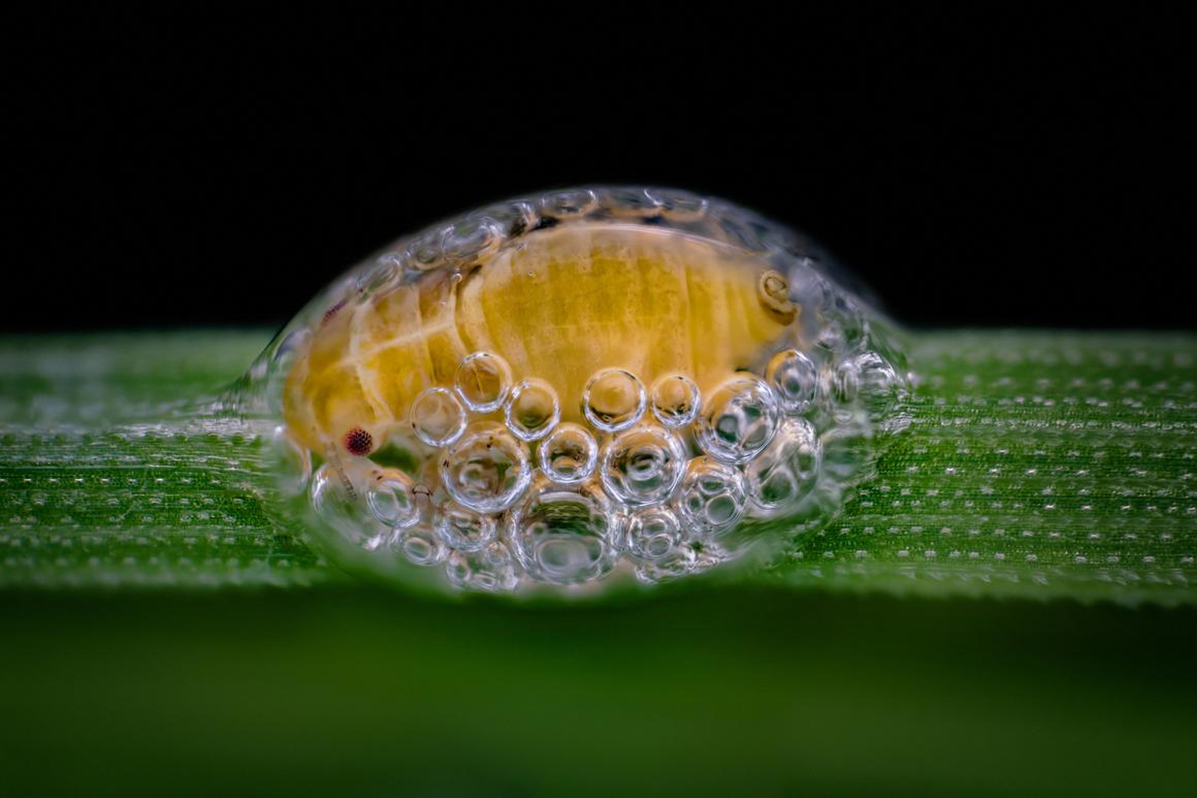 This is third place: a spittlebug nymph huddling inside a protective coat of bubbles.