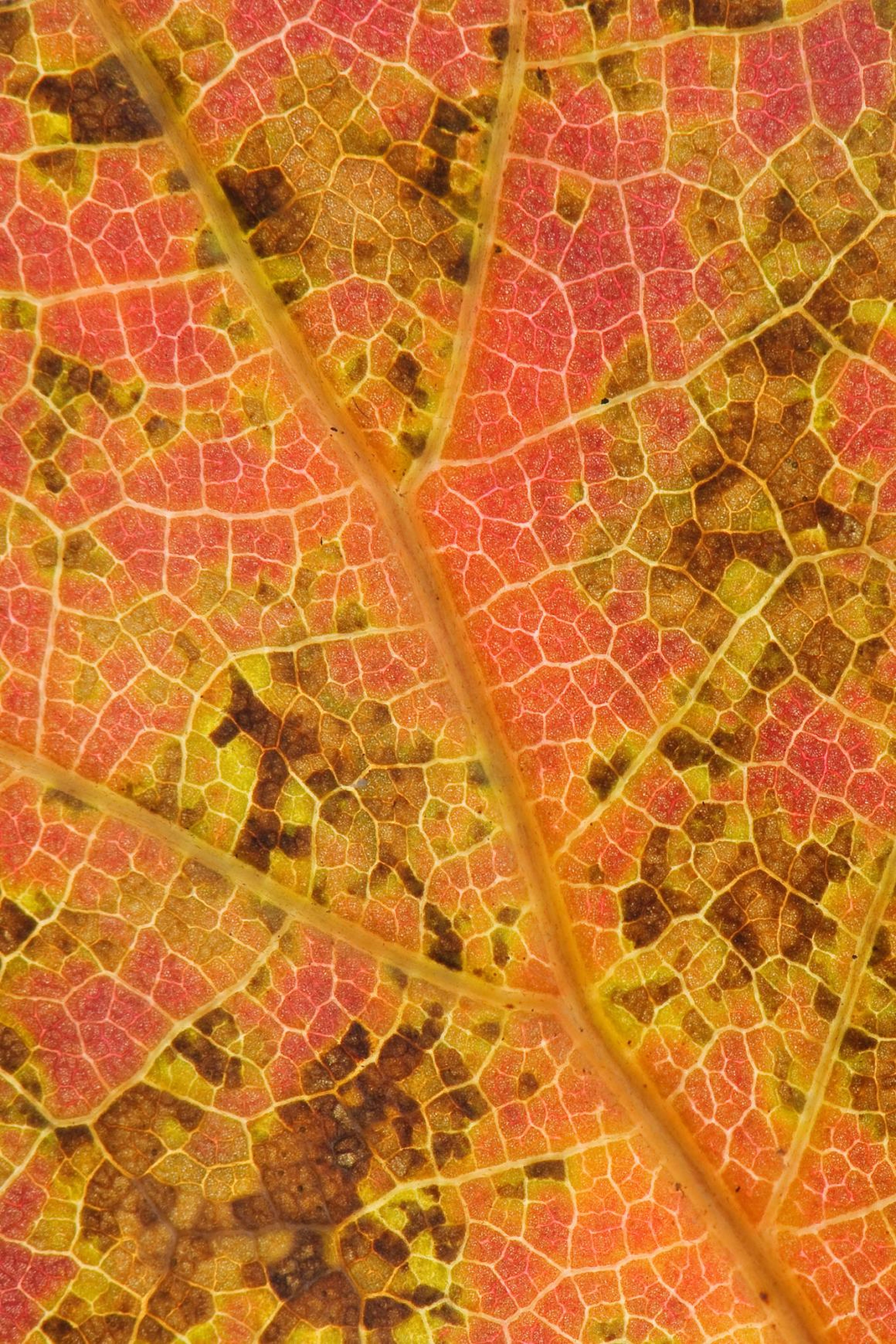 The underside of a decaying northern red oak leaf.