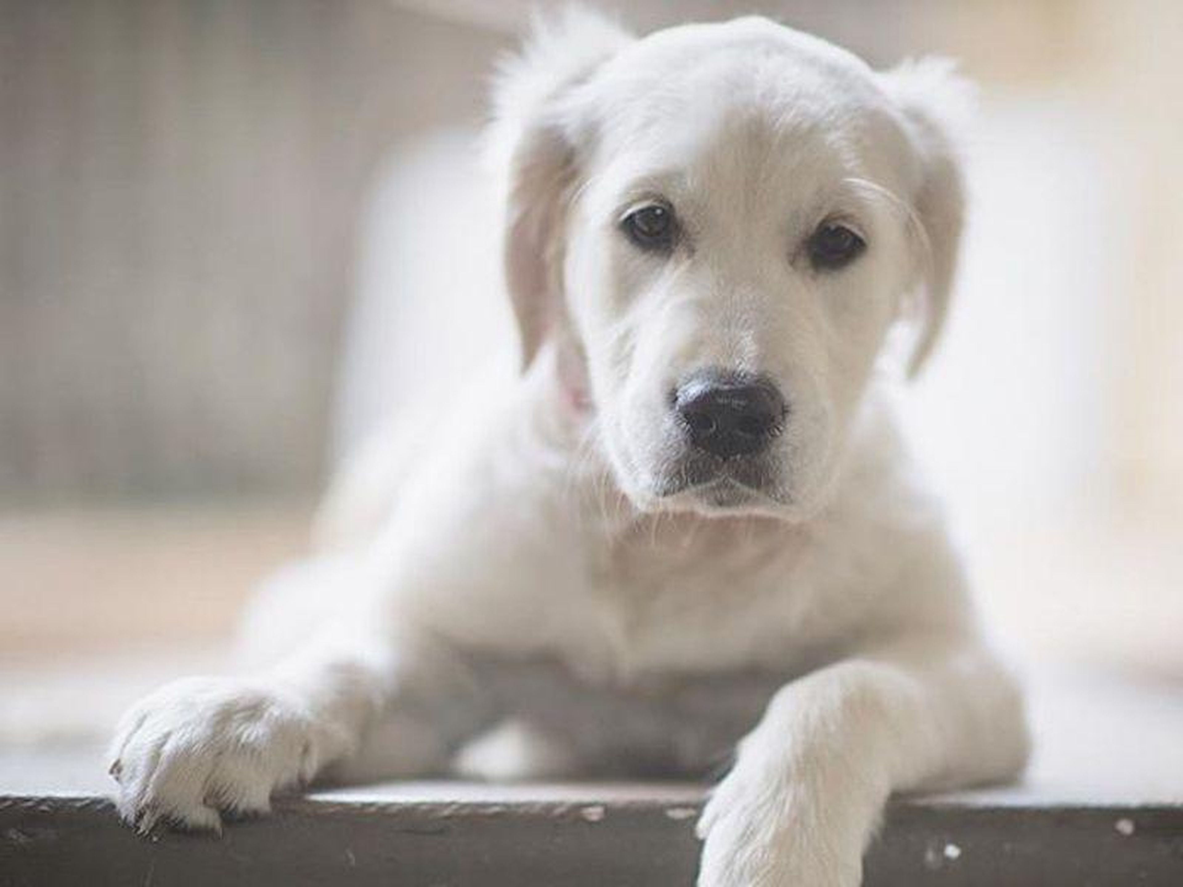 Ingenieros oro Arrestar 10 sonidos que hacen los perros y lo que significan | Business Insider  España