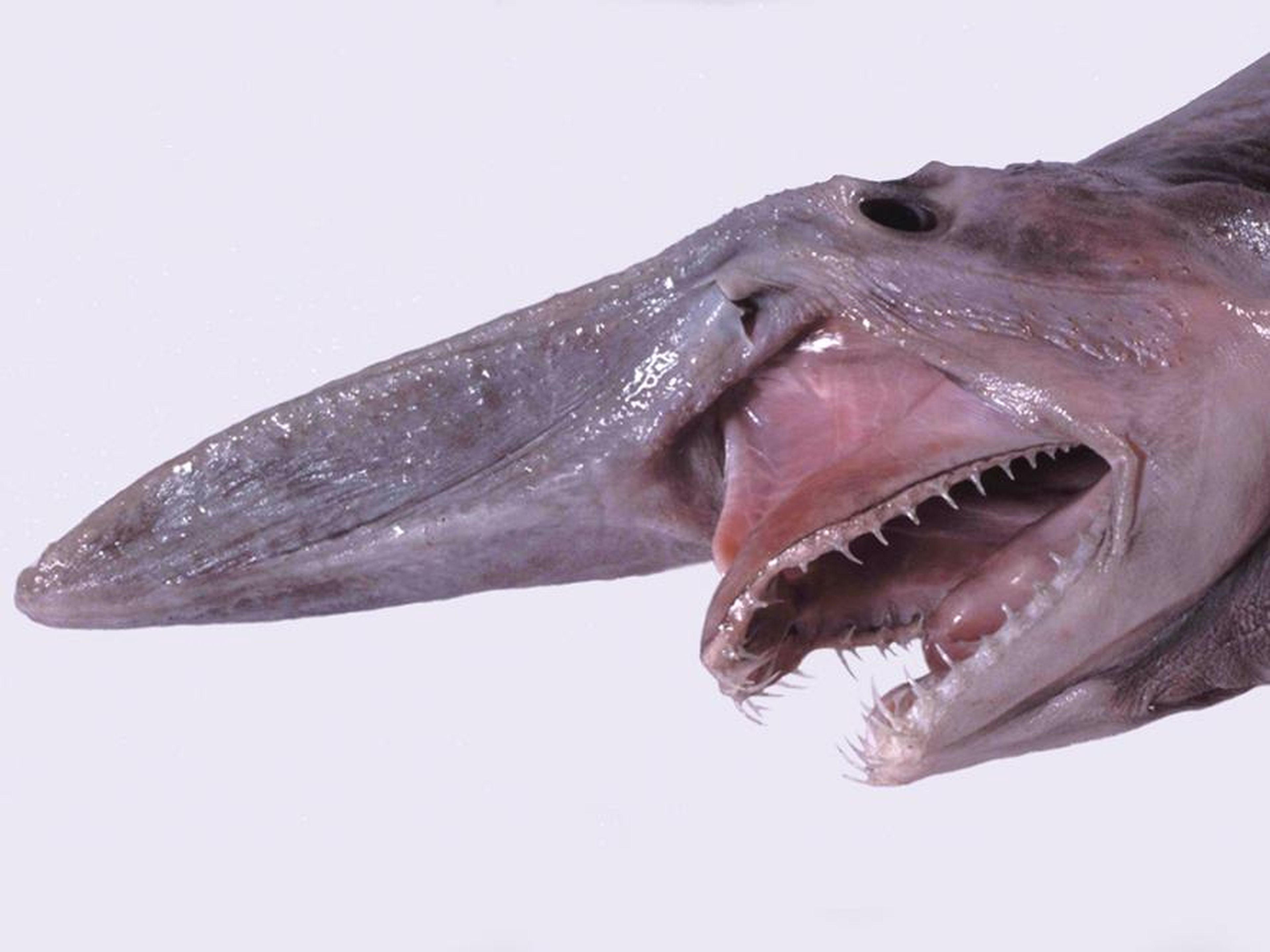 El tiburón tiene dientes que parecen uñas.