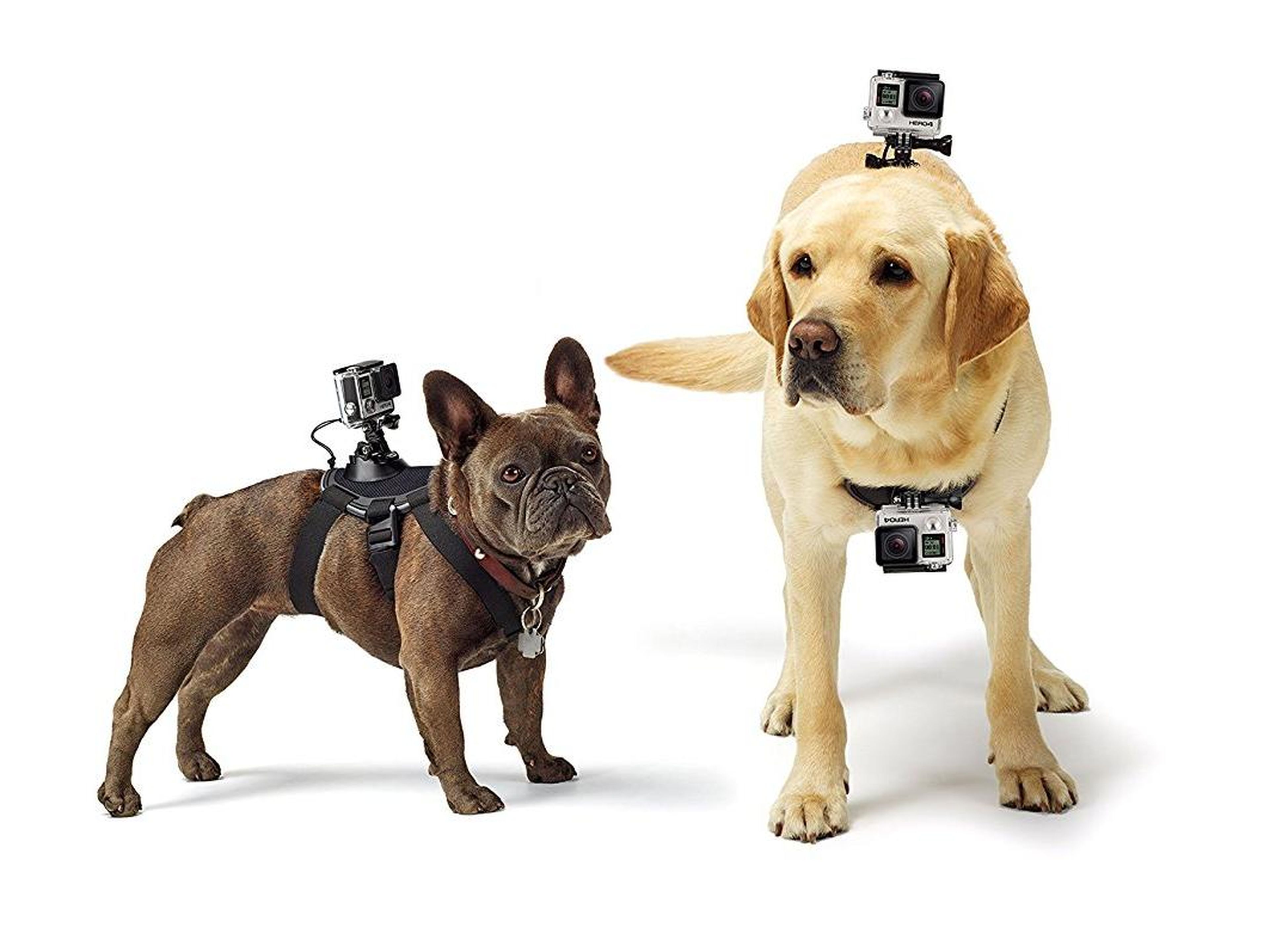A GoPro harness for pets