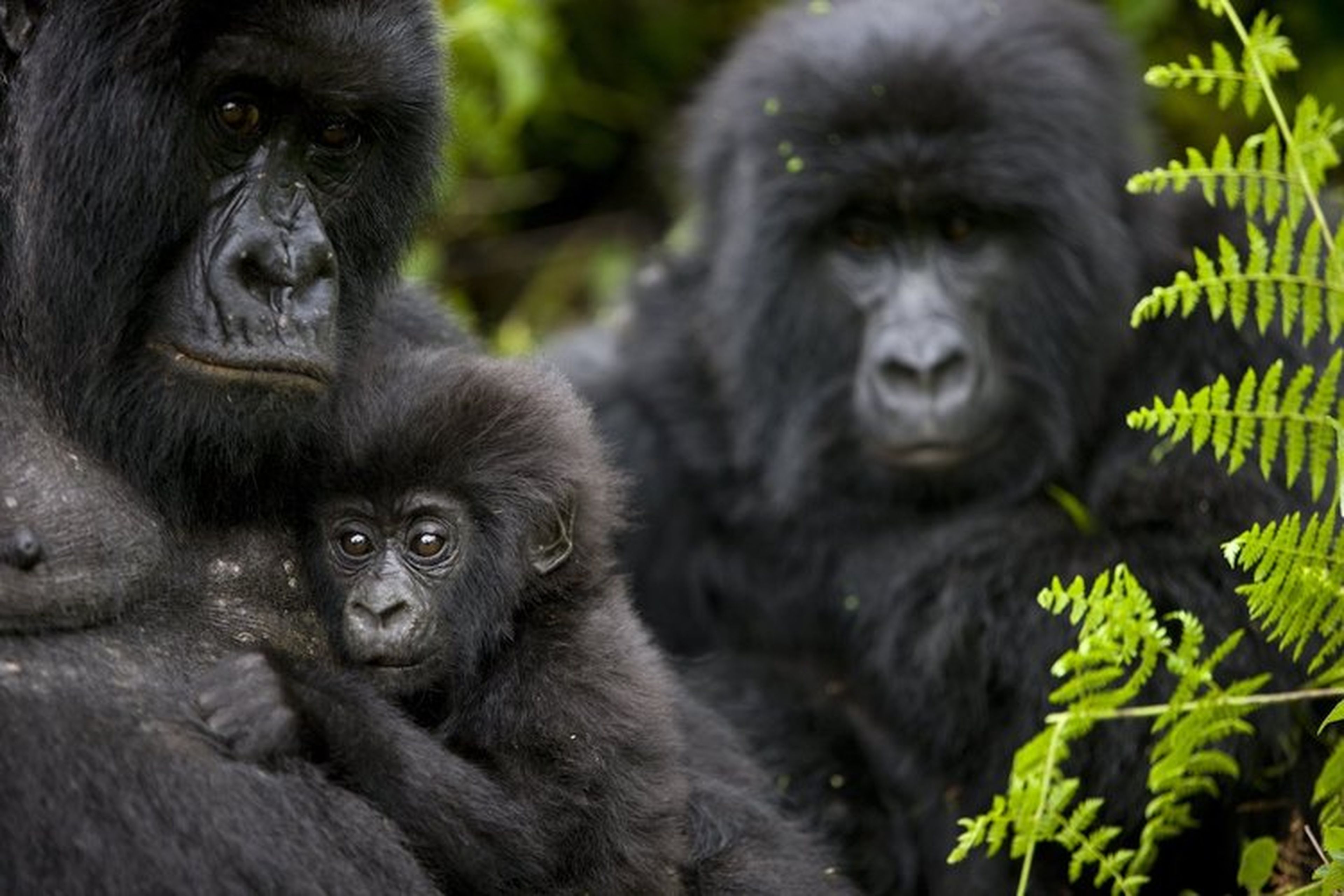 Gorilas Parque Nacional