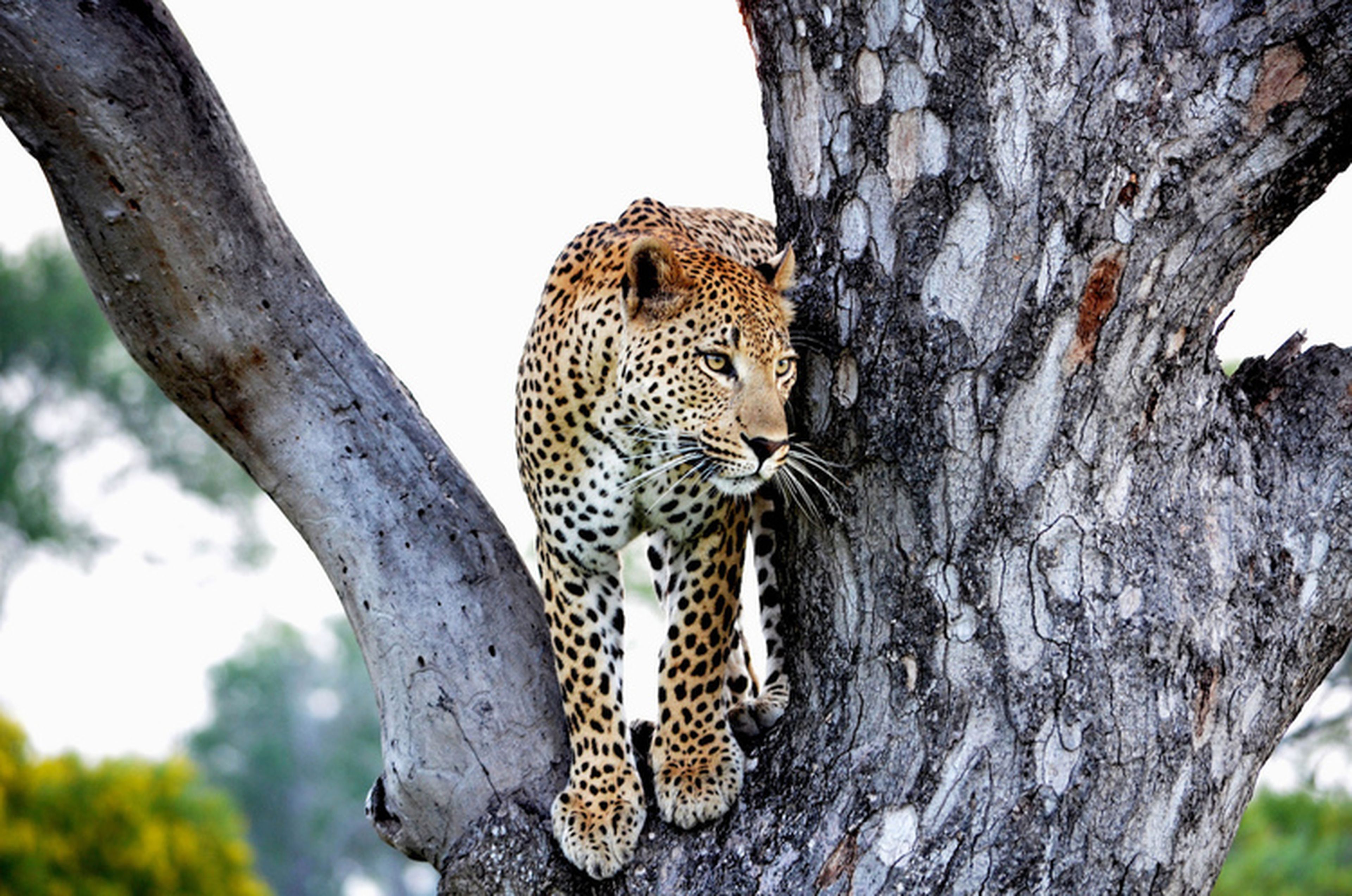 Leopardo en Sudáfrica