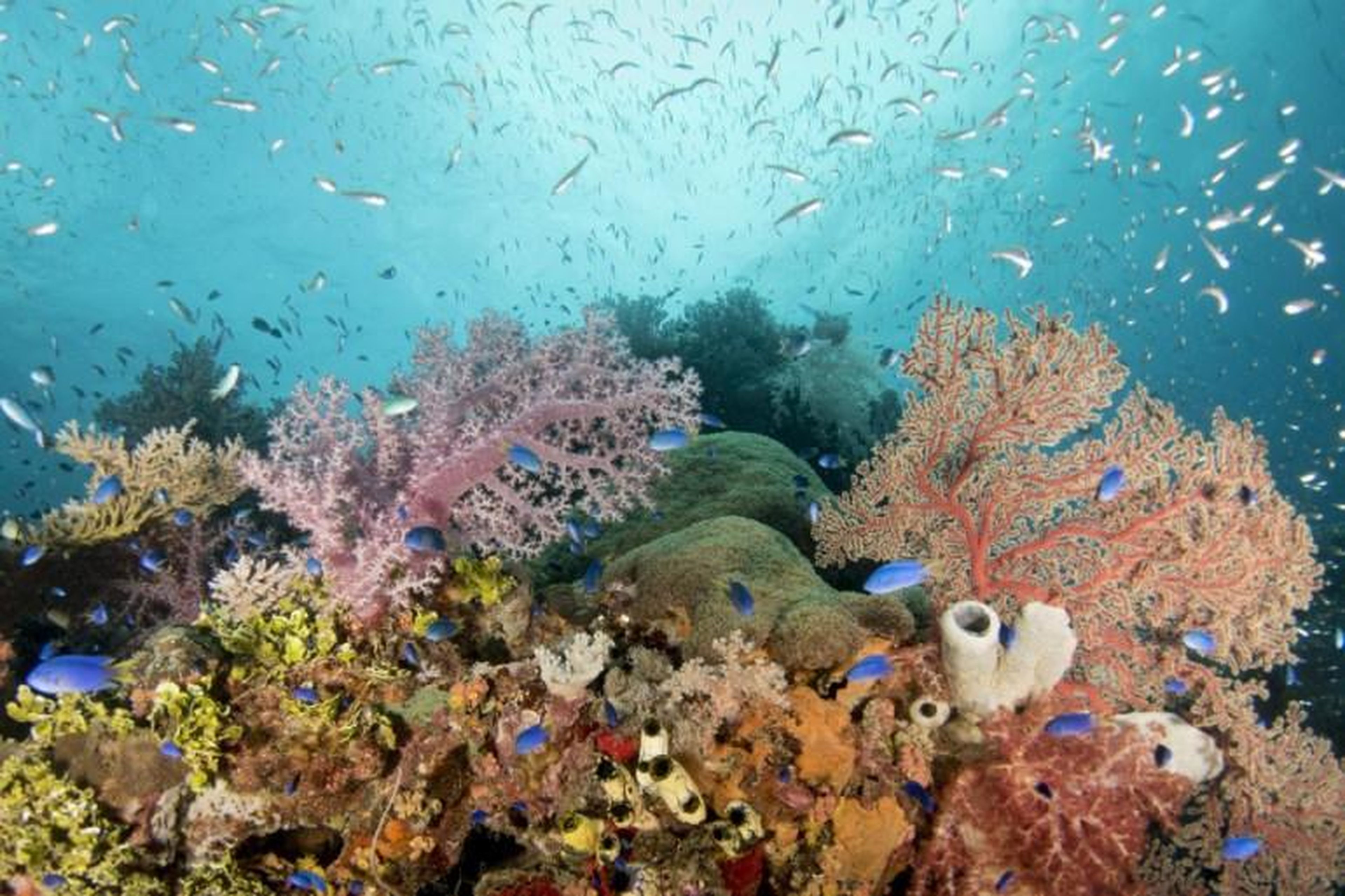 Oceans also absorb more than one-third of the carbon dioxide in the atmosphere, which causes them to become more acidic. We are already seeing the effects of that elevated acidity in the form of coral bleaching.