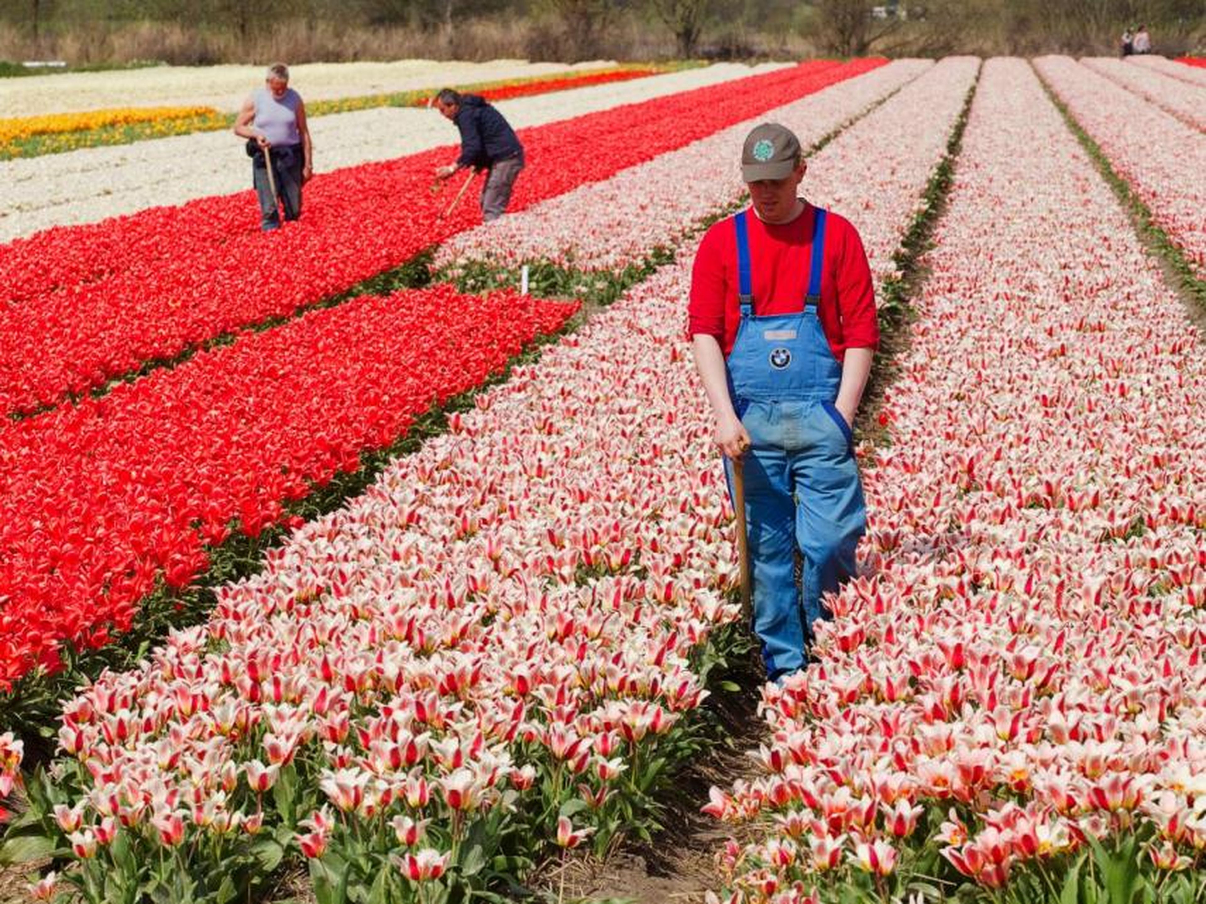 Почему тюльпаны растут. Сальвадор розы плантации. Плантации тюльпанов в Голландии. Плантации роз в Голландии. Плантации роз в Кении.