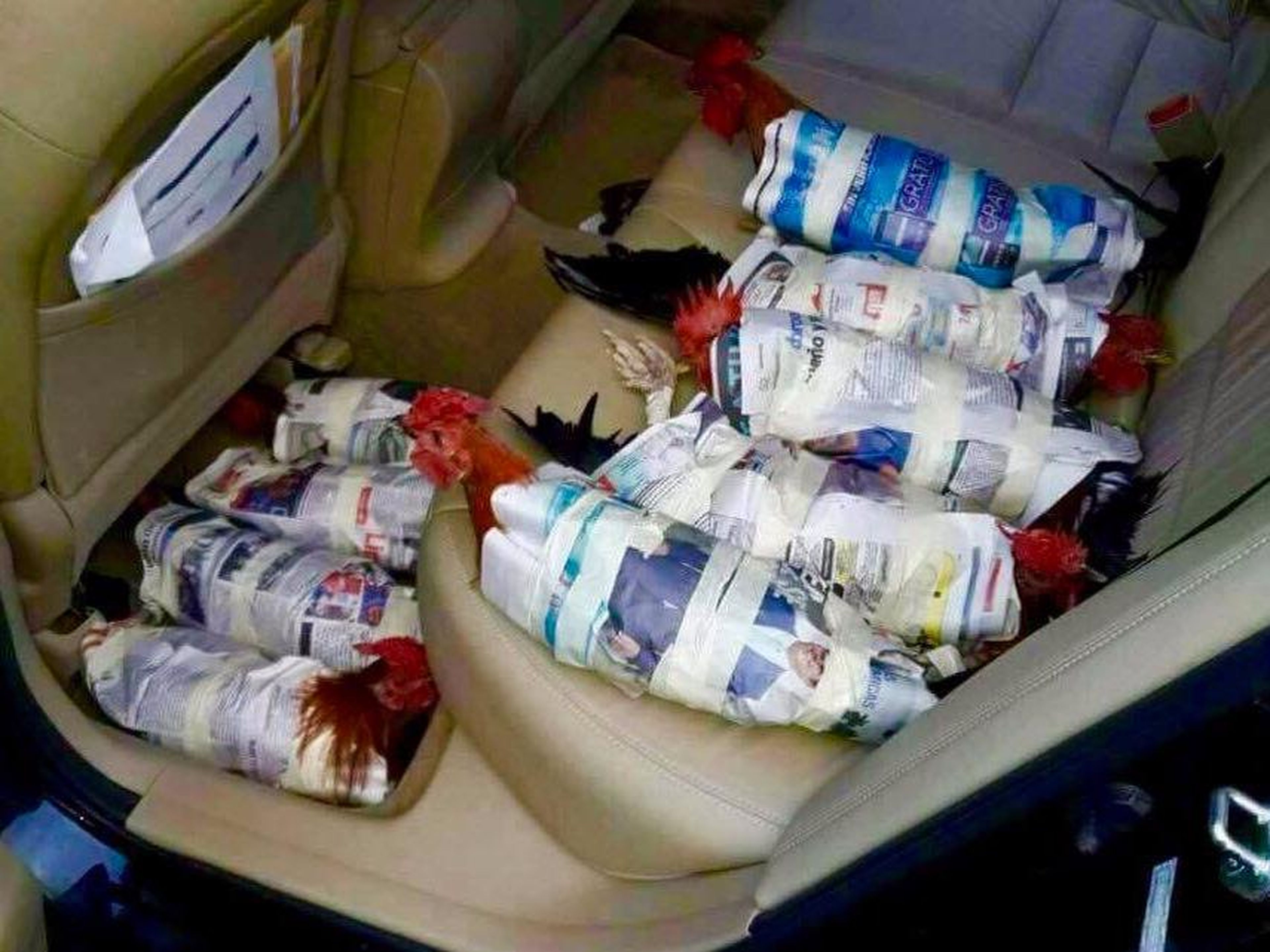 The chickens were wrapped in newspaper while being evacuated.