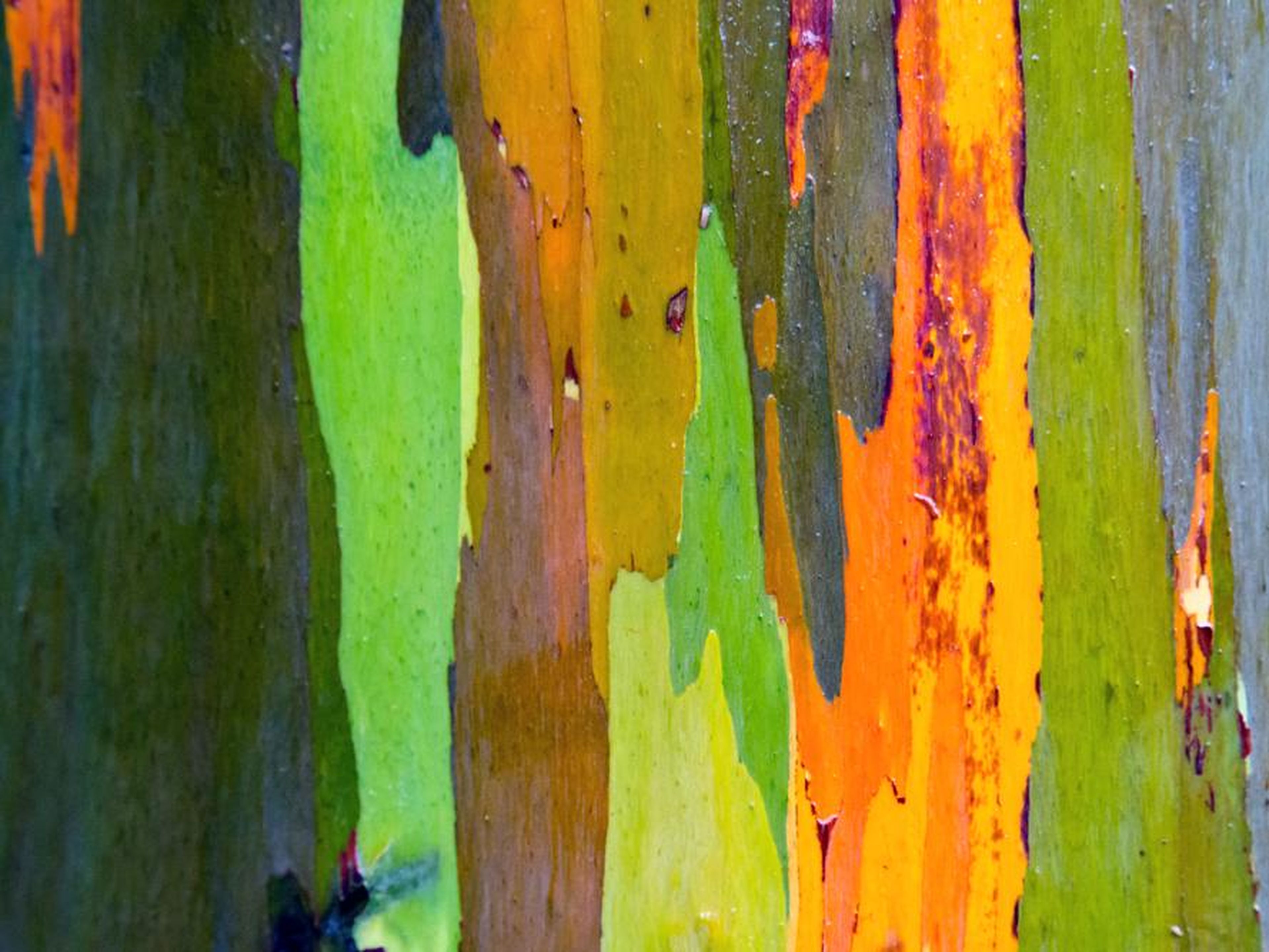 La corteza de colores del Eucalyptus Deglupta suele ser menos intensa cuando el árbol crece fuera de su zona autóctona