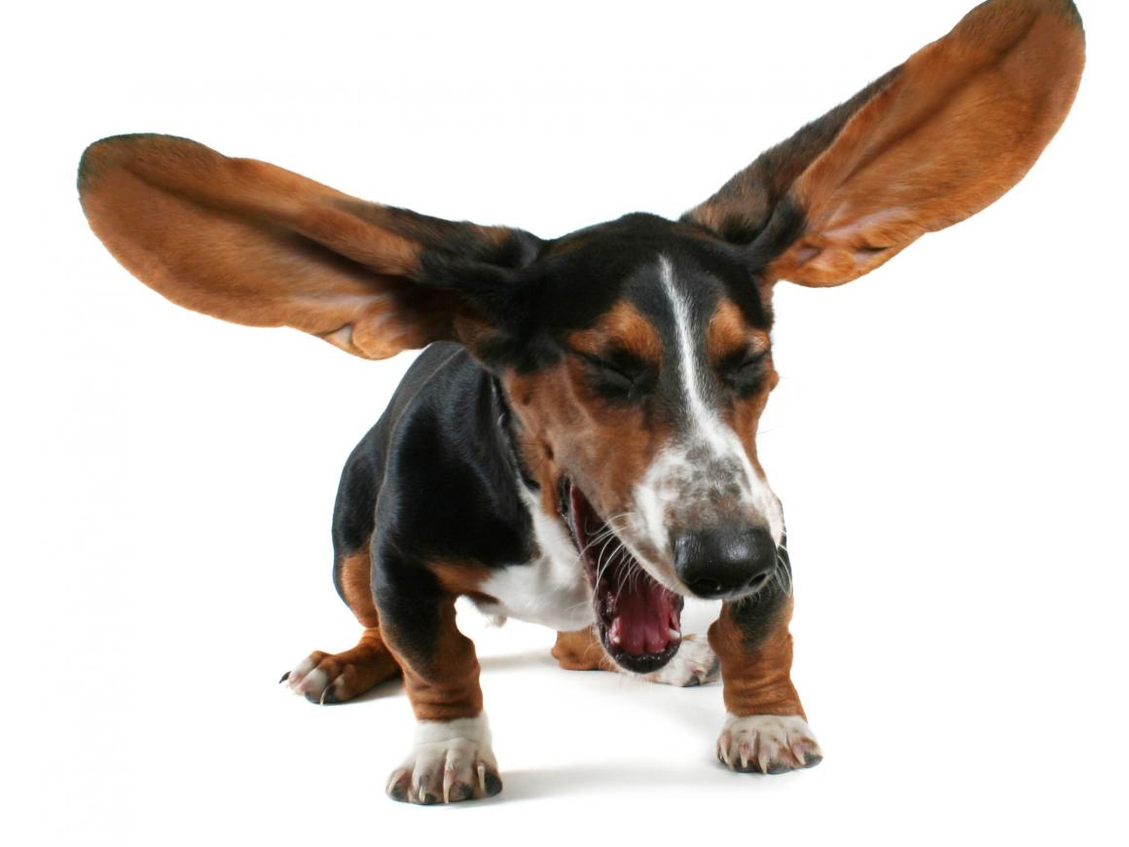 Un perro que estornuda mucho puede ser señal de algo negativo.
