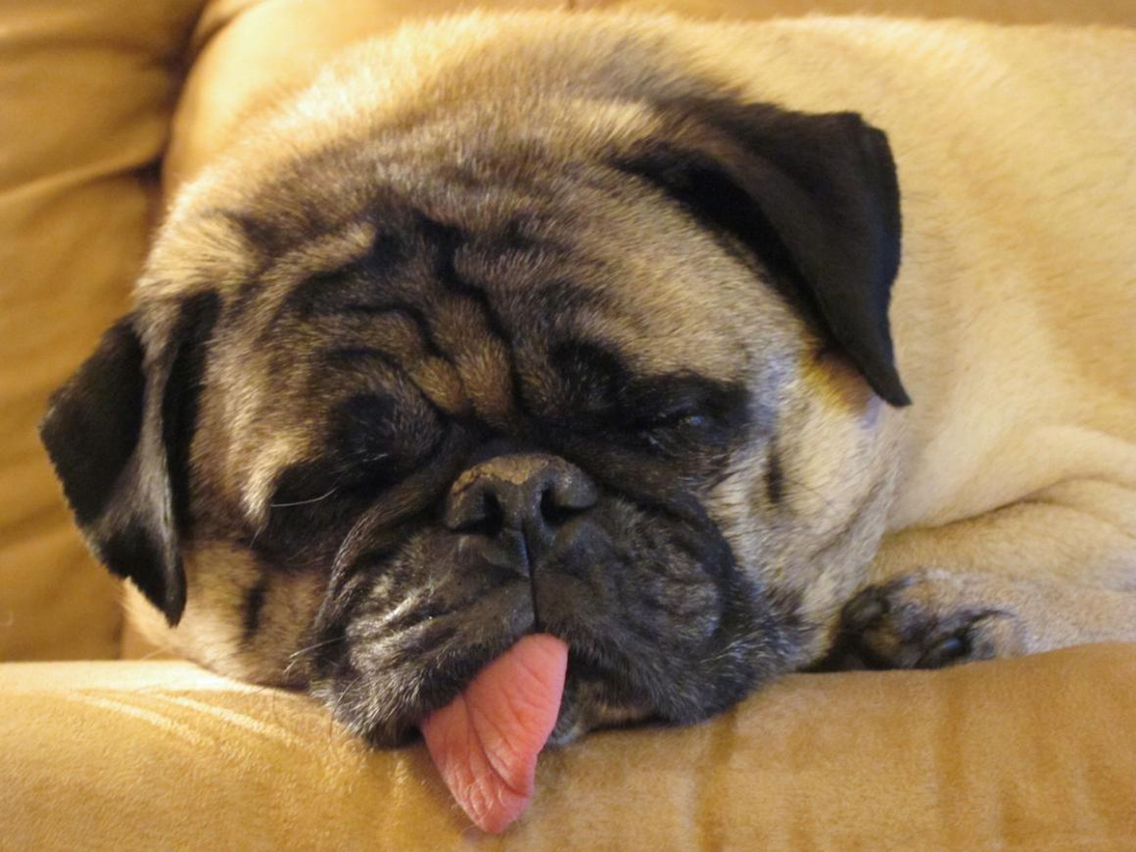Los científicos creen que los perros sueñan.