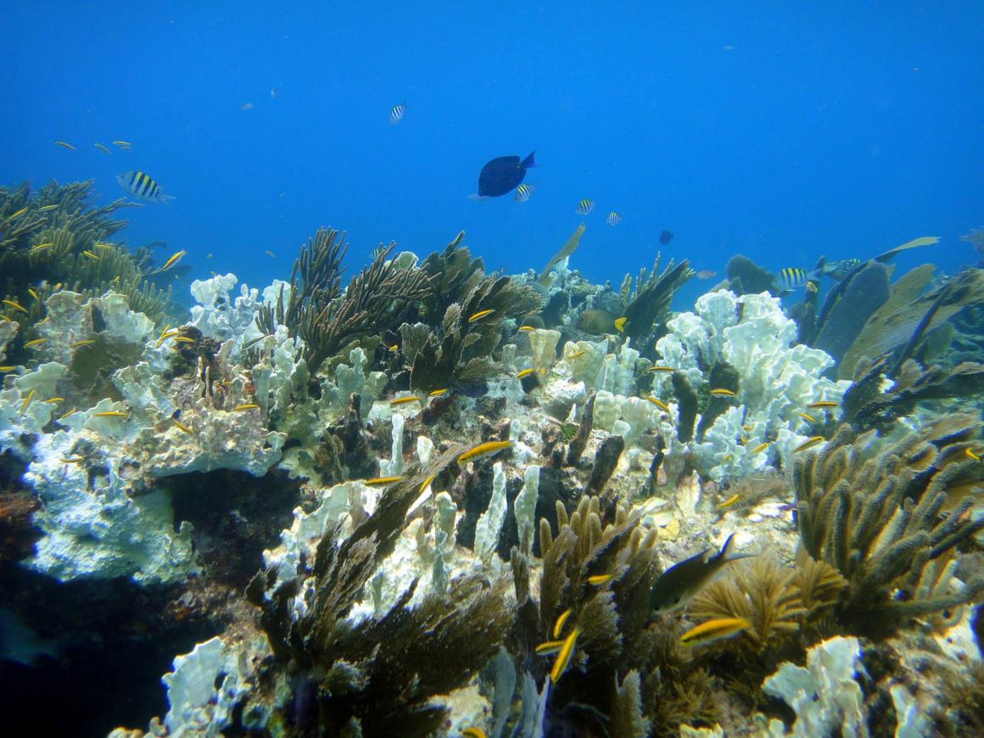 That warming threatens coral reefs worldwide. Warm waters cause corals to expel the algae living in their their tissues and turn white in a process called bleaching. At present rates, it's expected that 60% of all coral reefs will