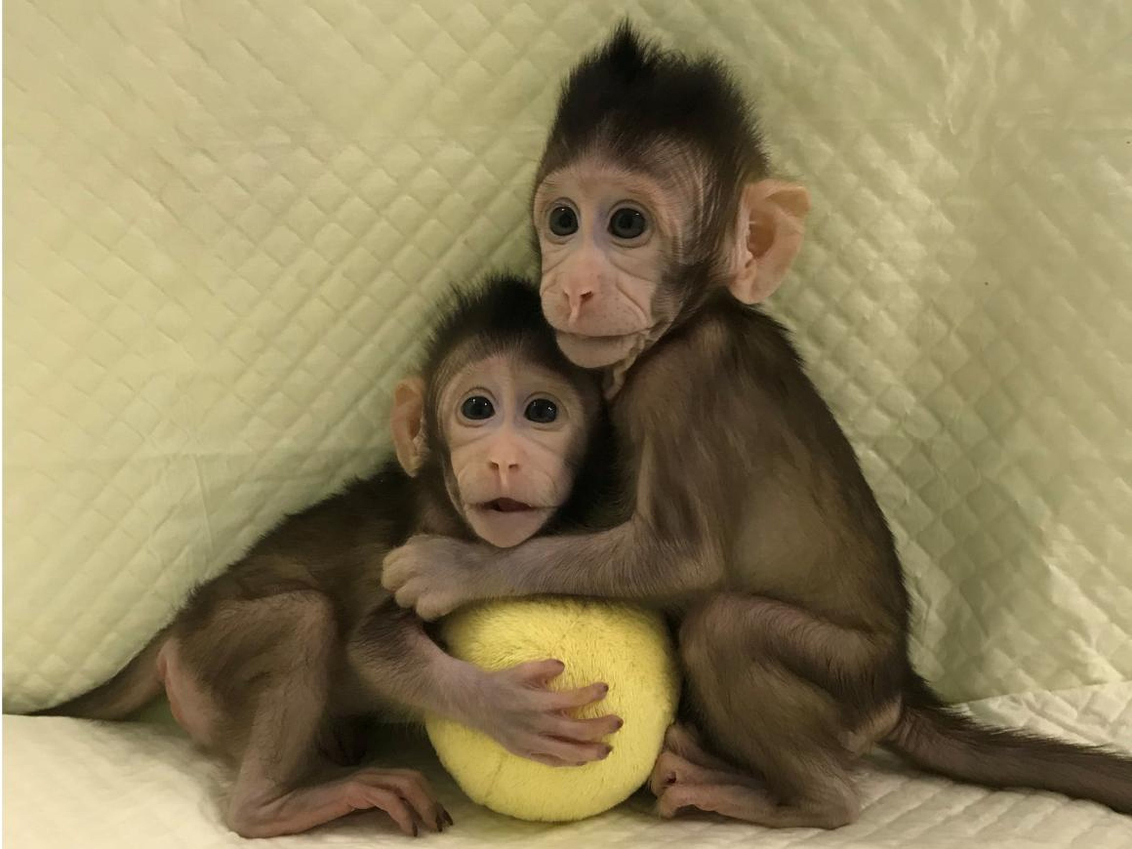 Zhong Zhong y Hua Hua, los dos monos clonados en China.
