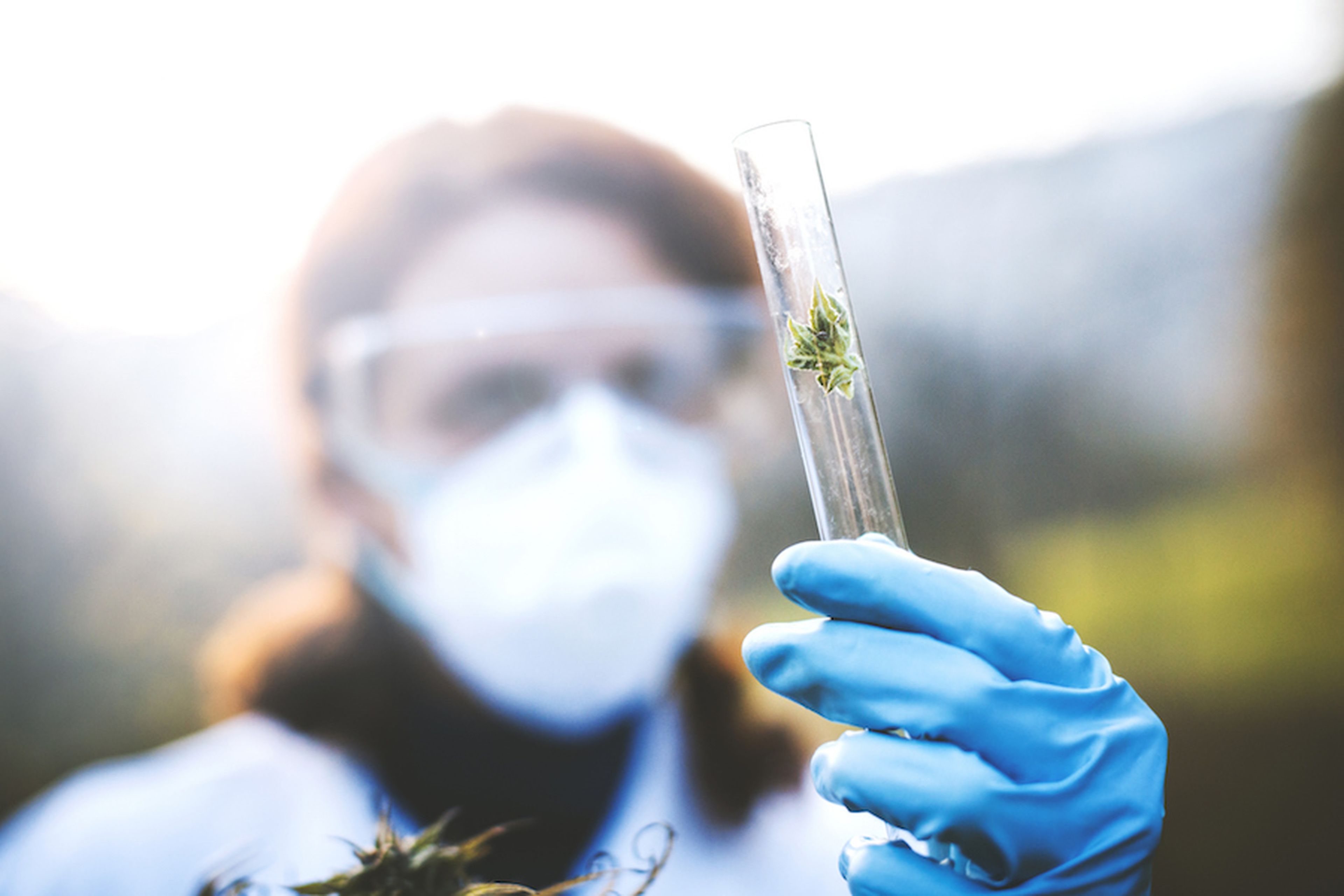 Científica con cannabis