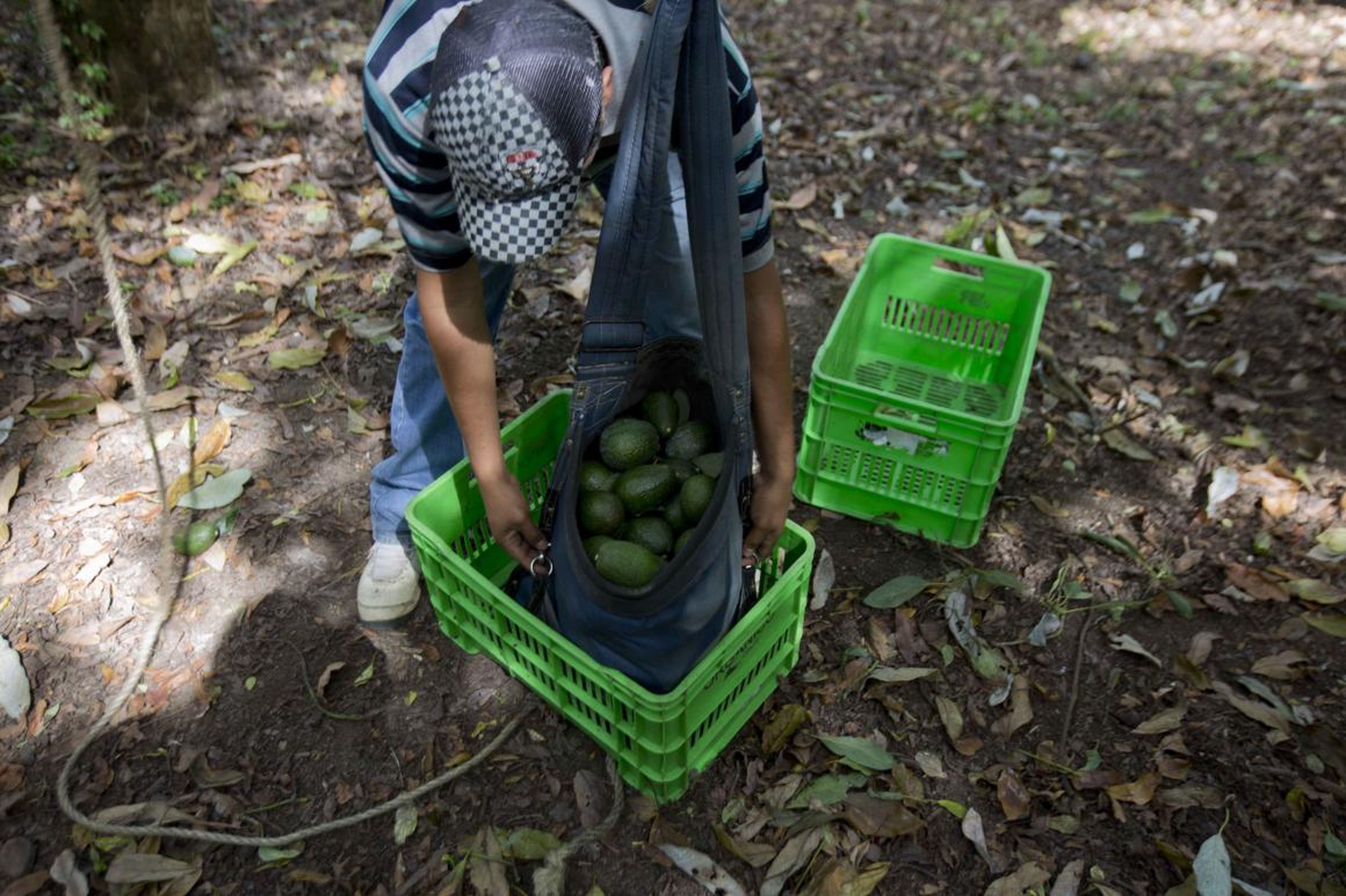 A man works at an avocado orchard owned by the Cevallos family in Michoacan, Mexico.