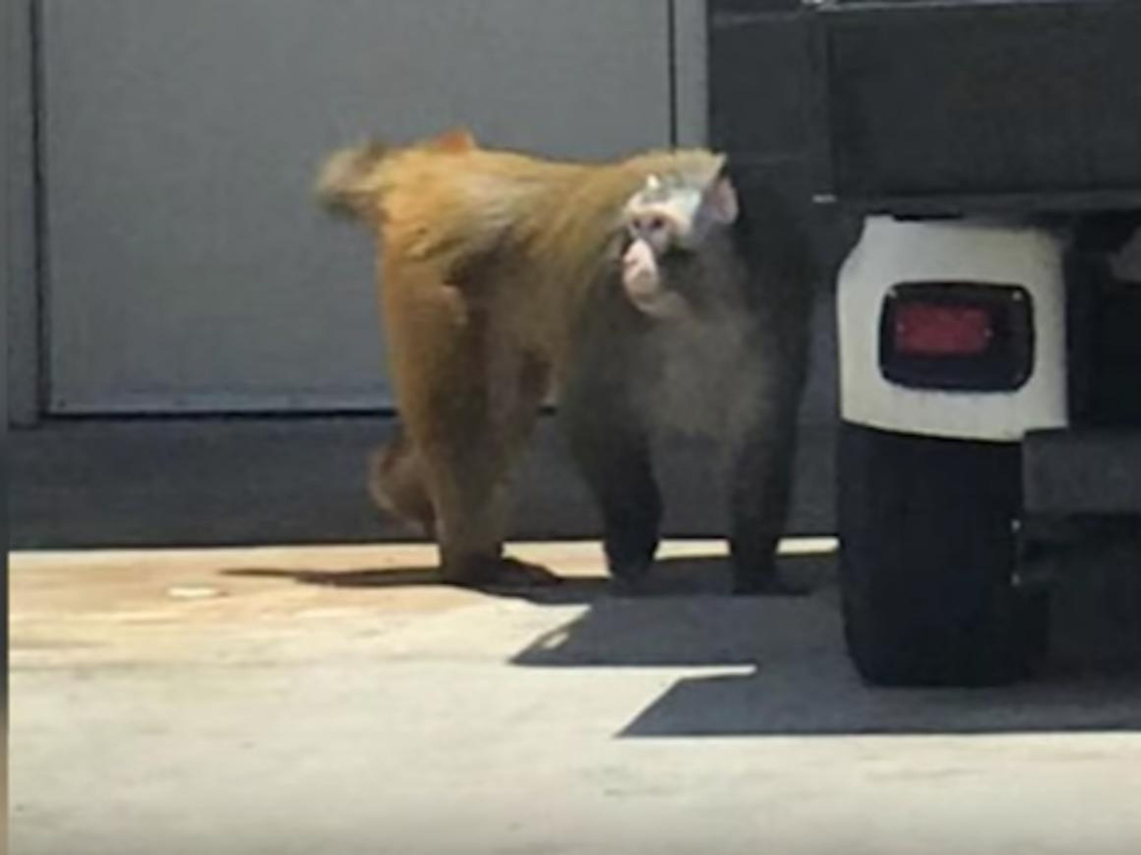 Imagen del mono que se escapó en el Aeropuerto de San Antonio.
