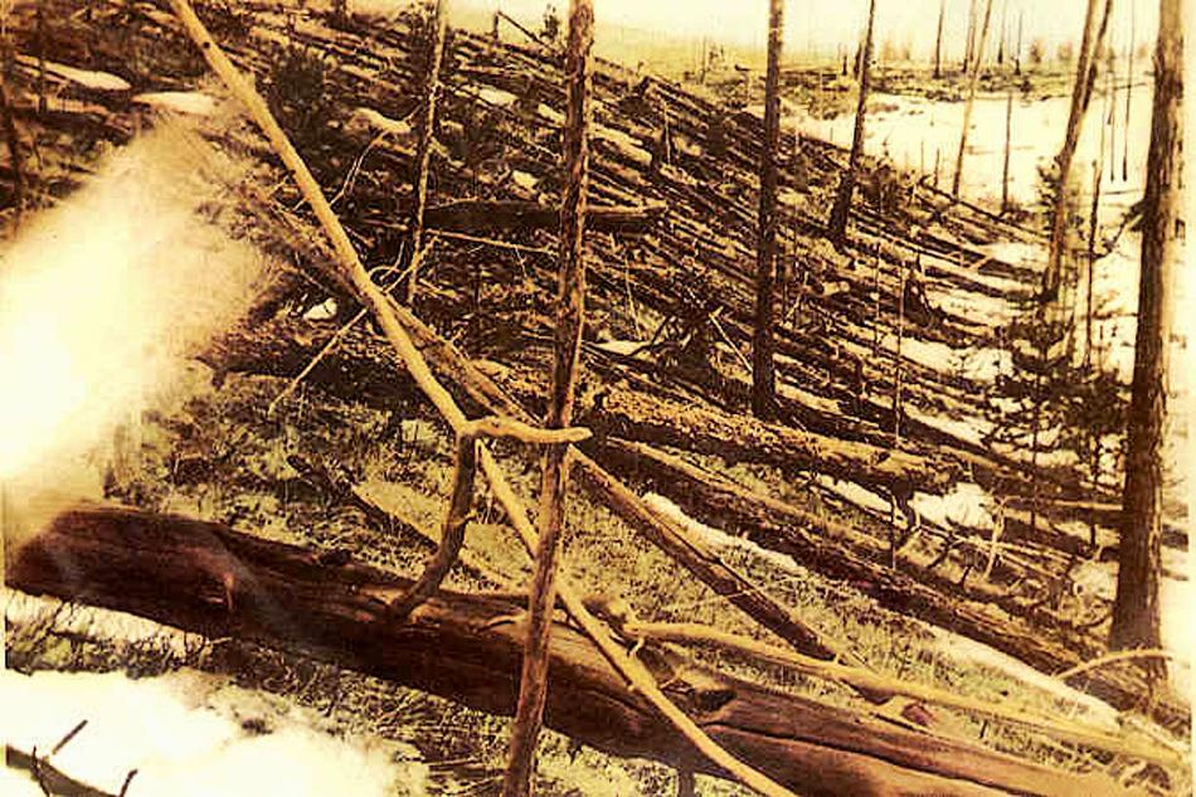 Una fotografía de los árboles derribados por el evento de Tunguska en 1908.