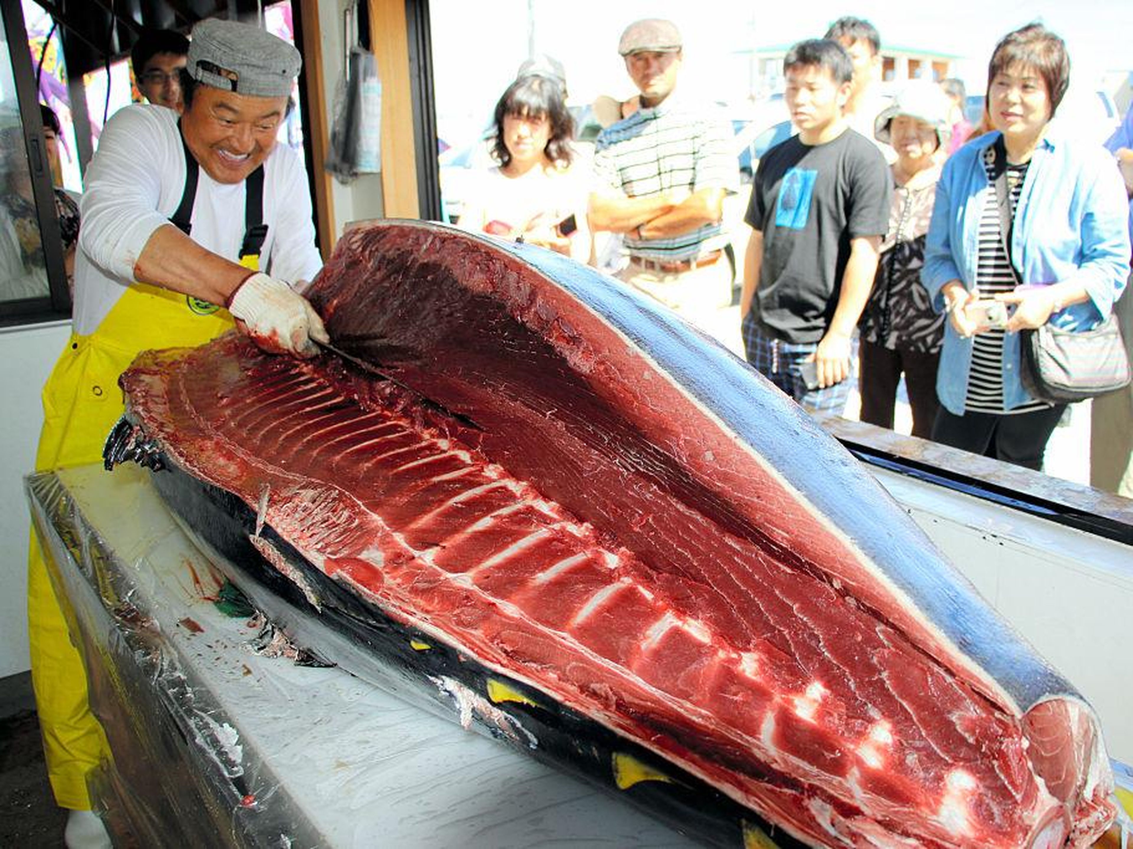 The 2013 massive, 489-pound fish came from Oma, Aomori — about a two-hour drive from Aomori City. The bluefin tuna that comes from Oma is said to be the best in the world.