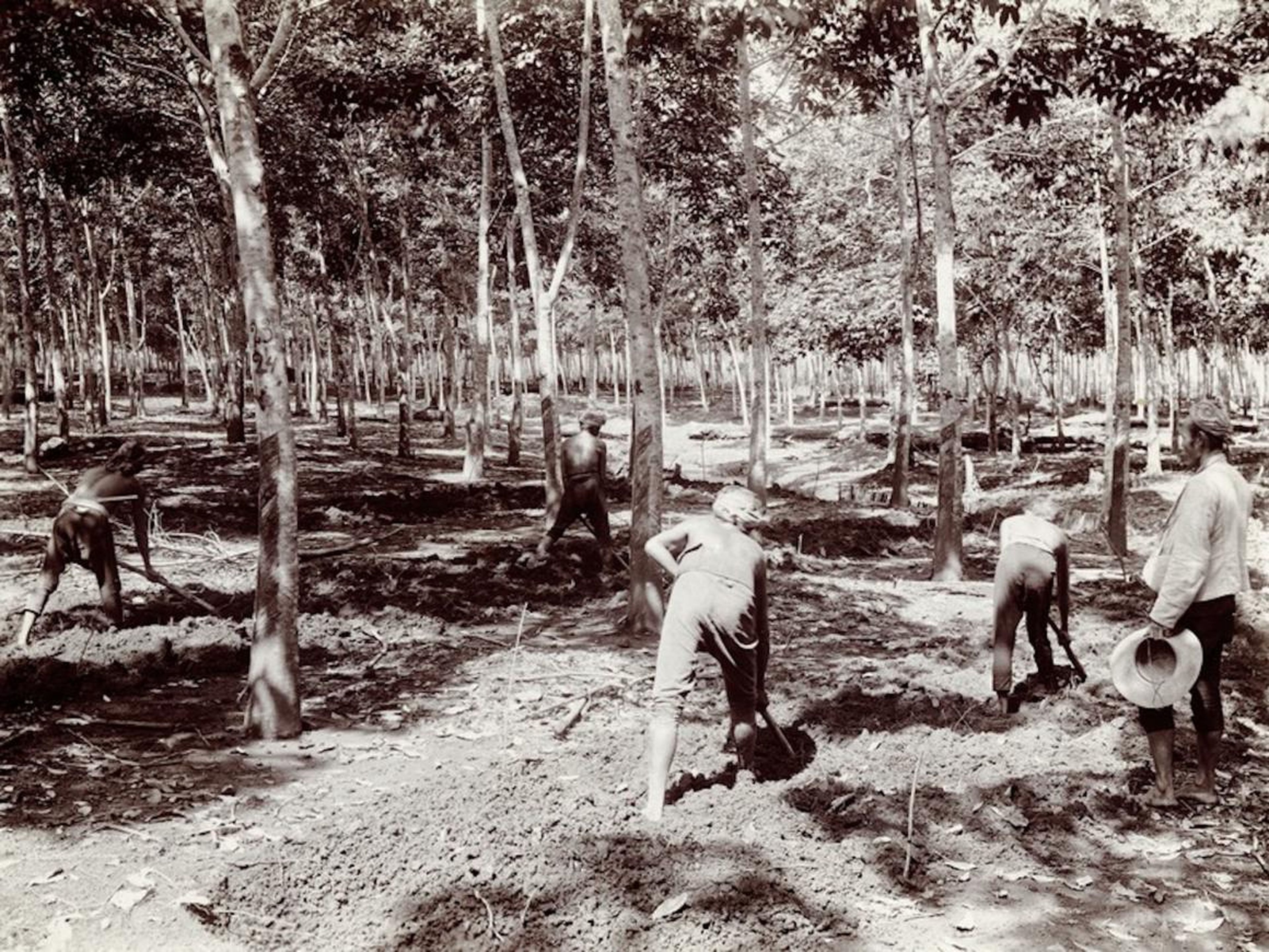 A rubber plantation in British-ruled Java, Indonesia, in 1915.
