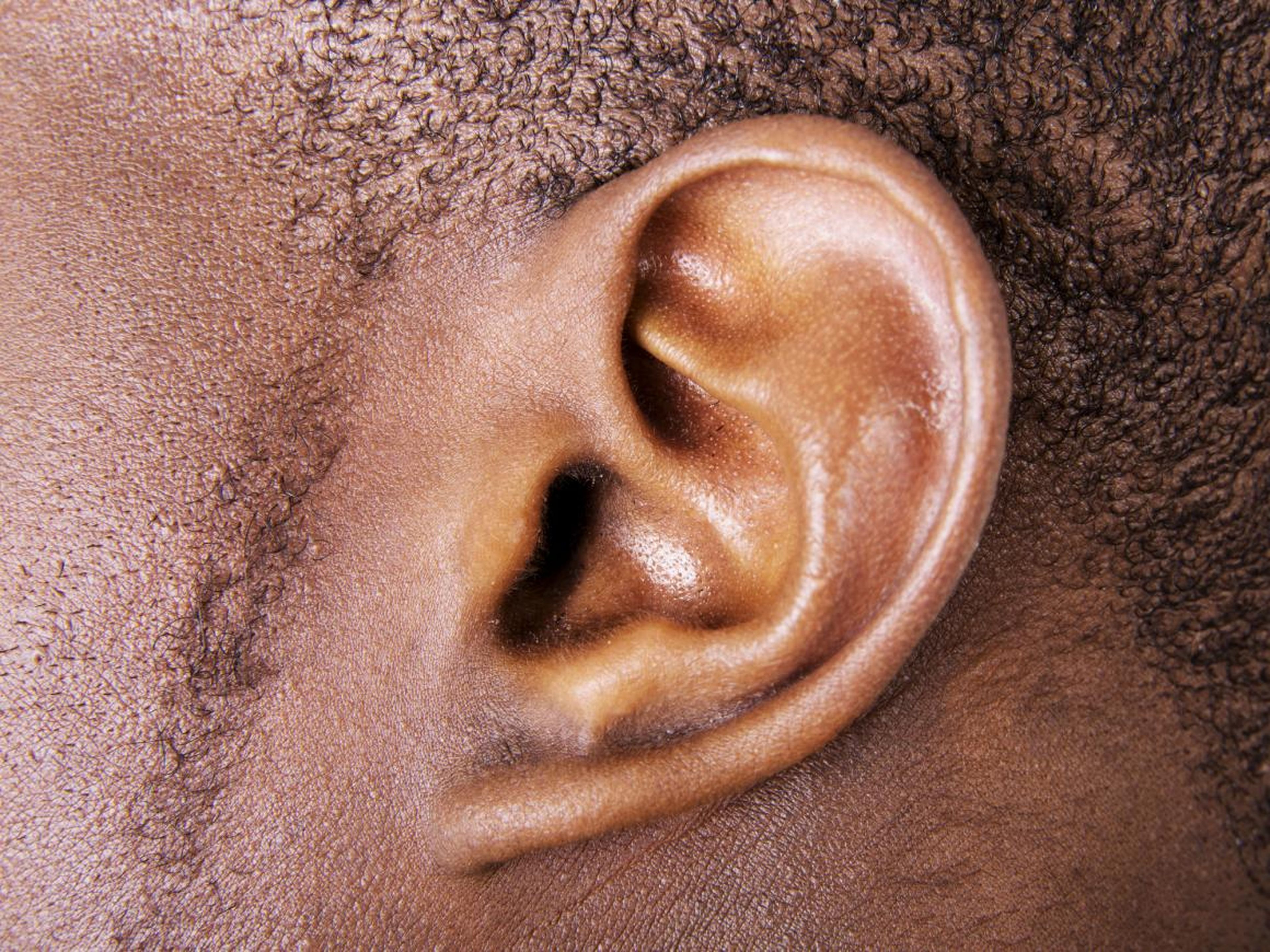 Auricular muscles control the visible part of the ear, but humans have lost the ability to use them. Other mammals use these muscles to detect prey and predators.