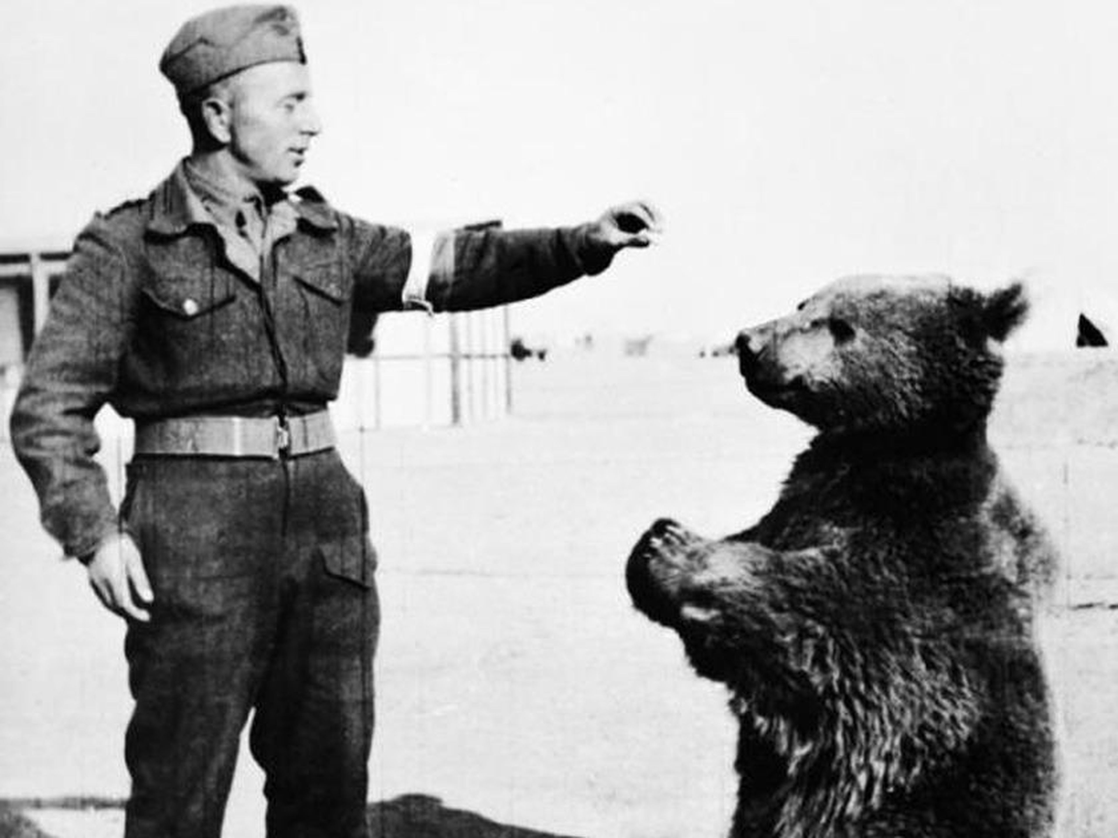 Wojtek the bear.