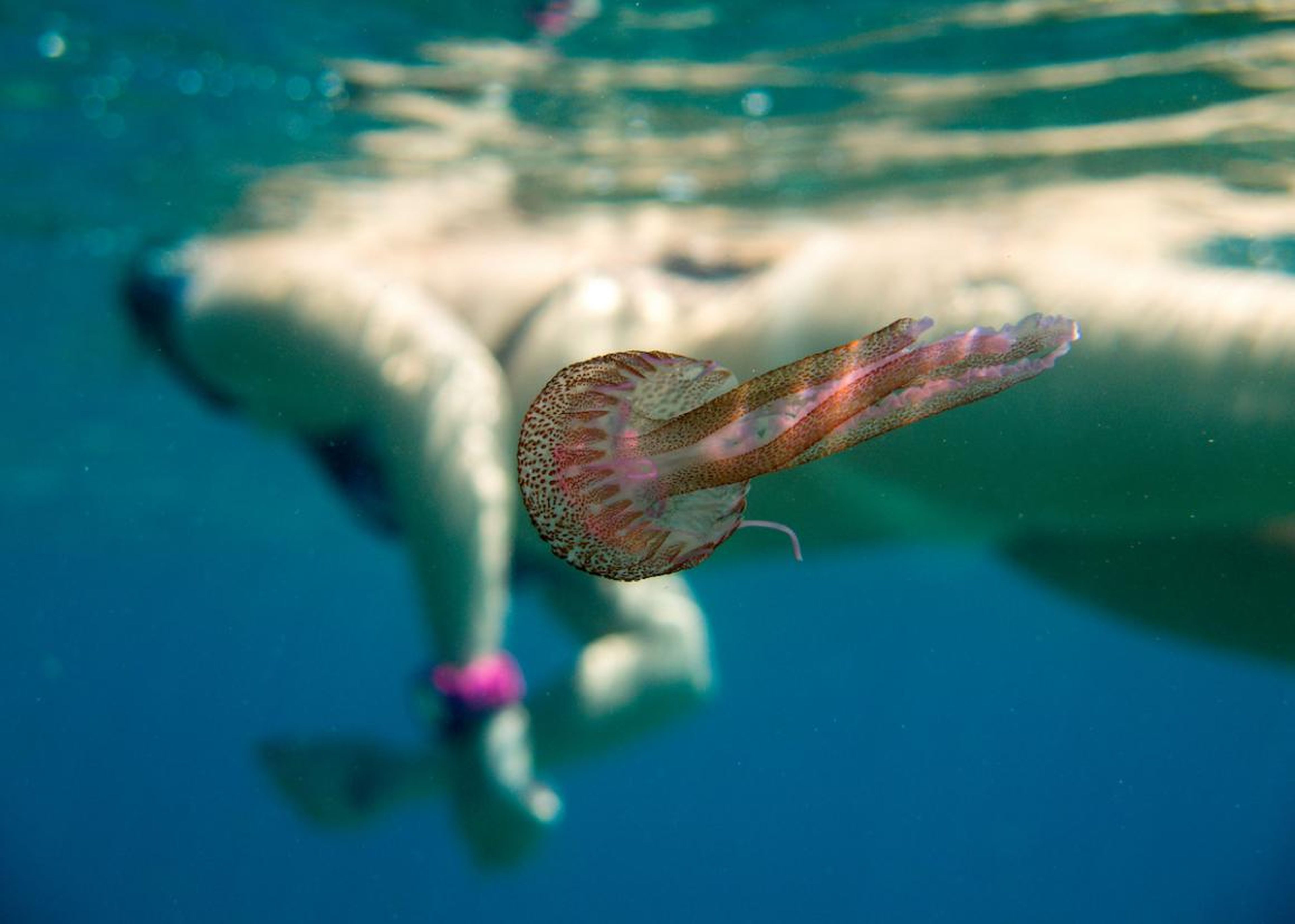 Una medusa en Menorca.