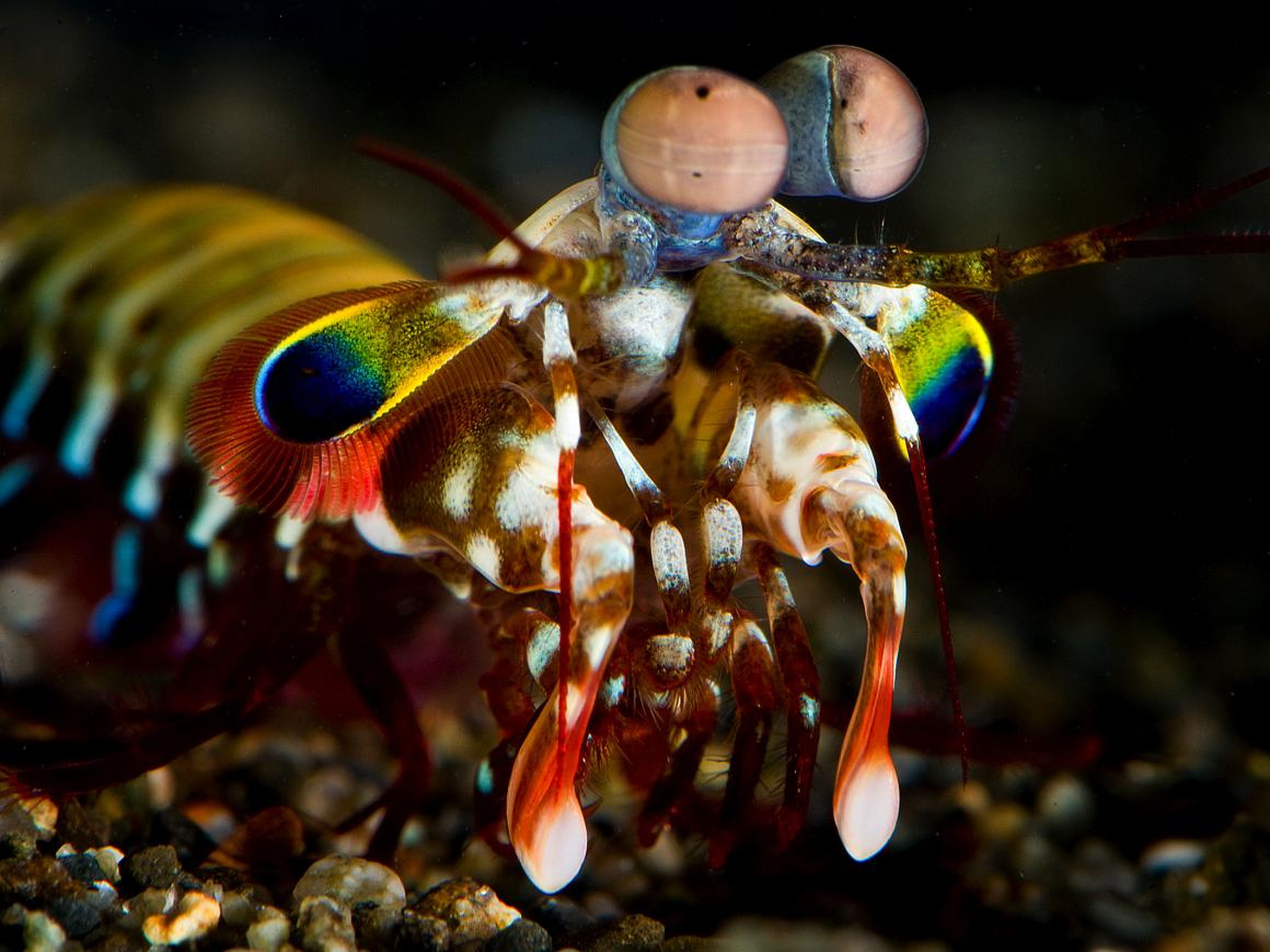 A Mantis Shrimp can punch with the force of a 22-caliber bullet.