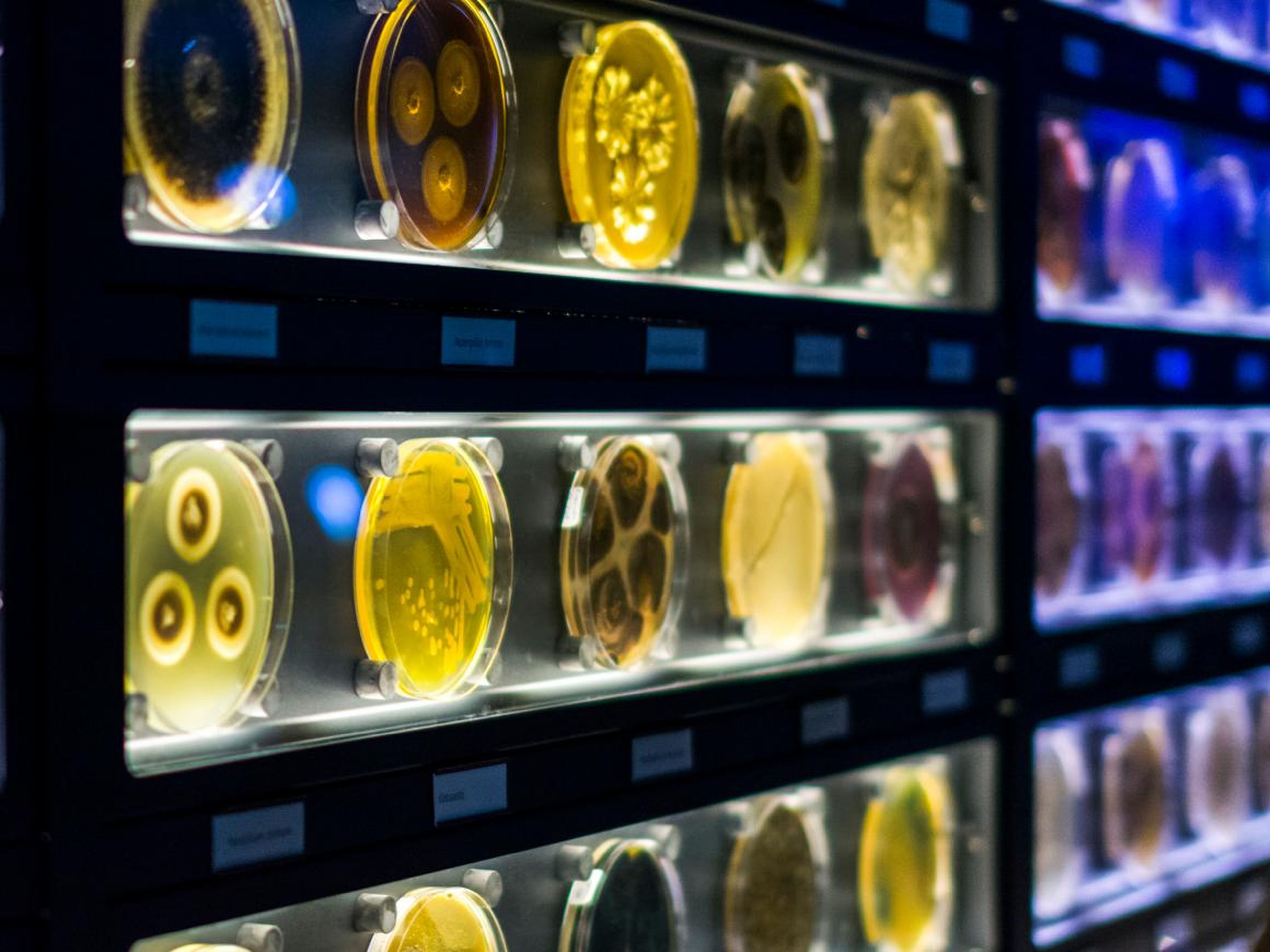 El museo de Micropia tiene que ver con los organismos más pequeños del mundo.